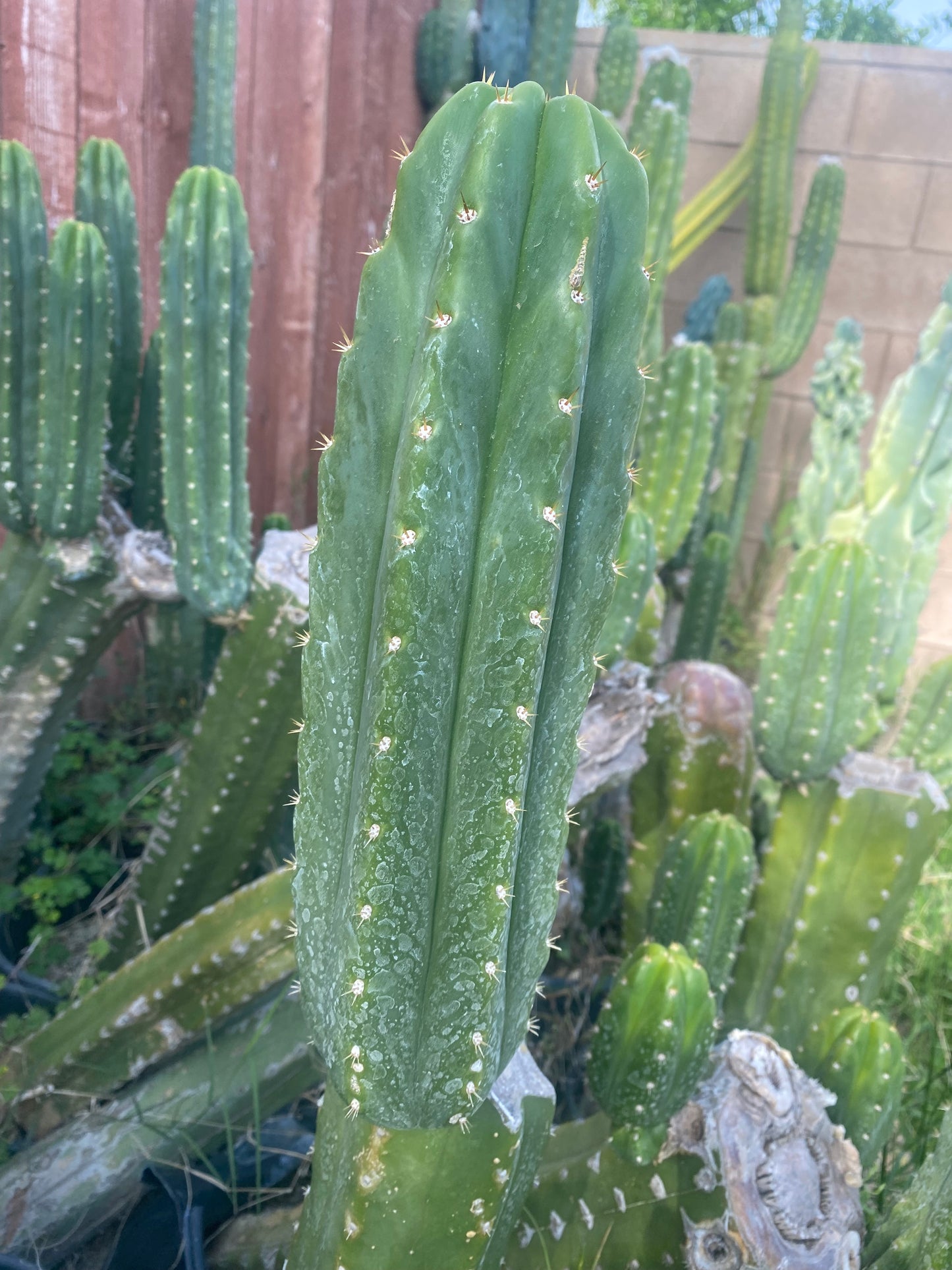 13” San Pedro top cutting