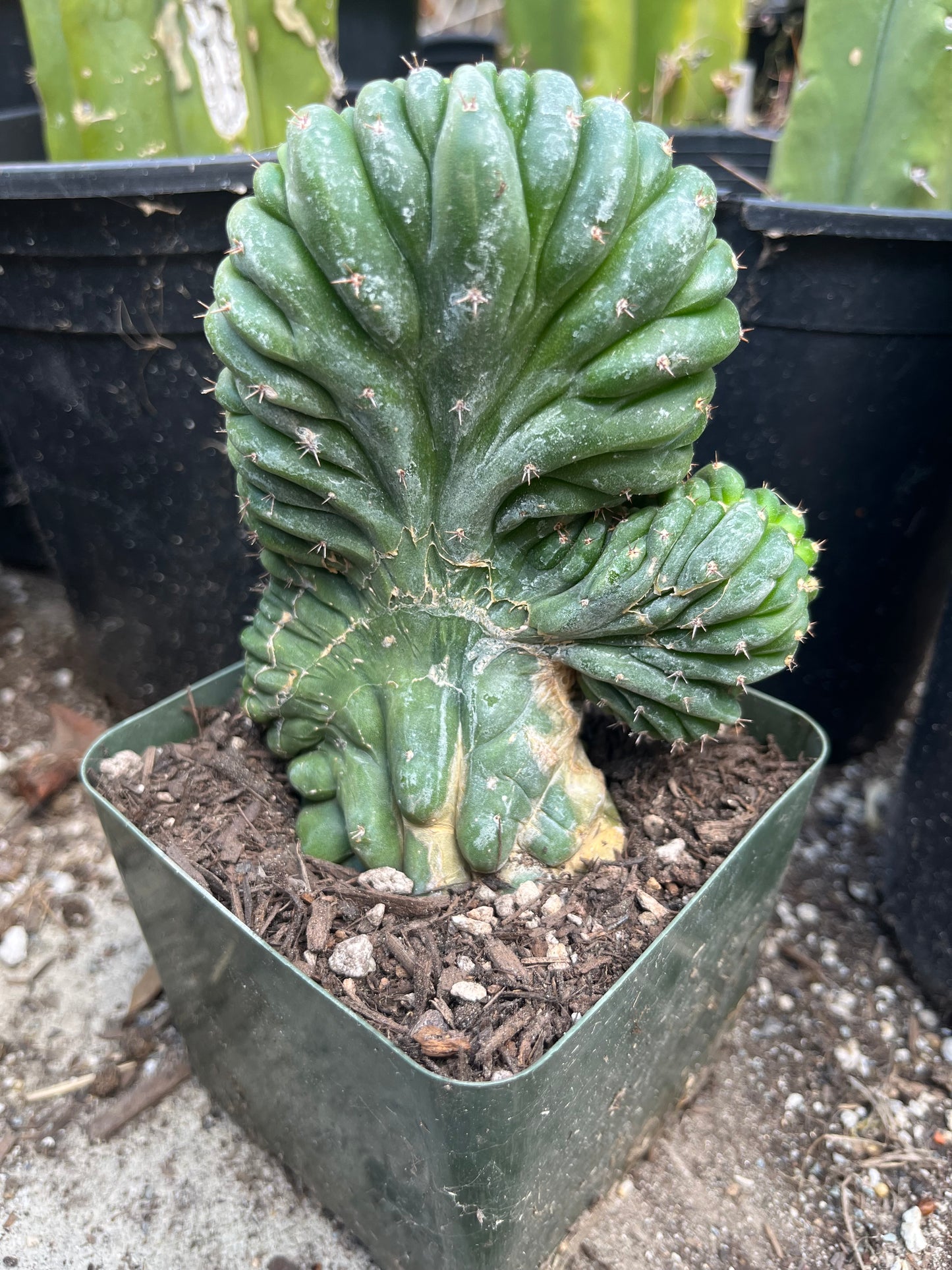 T. Pachanoi Monstrose Crest cutting