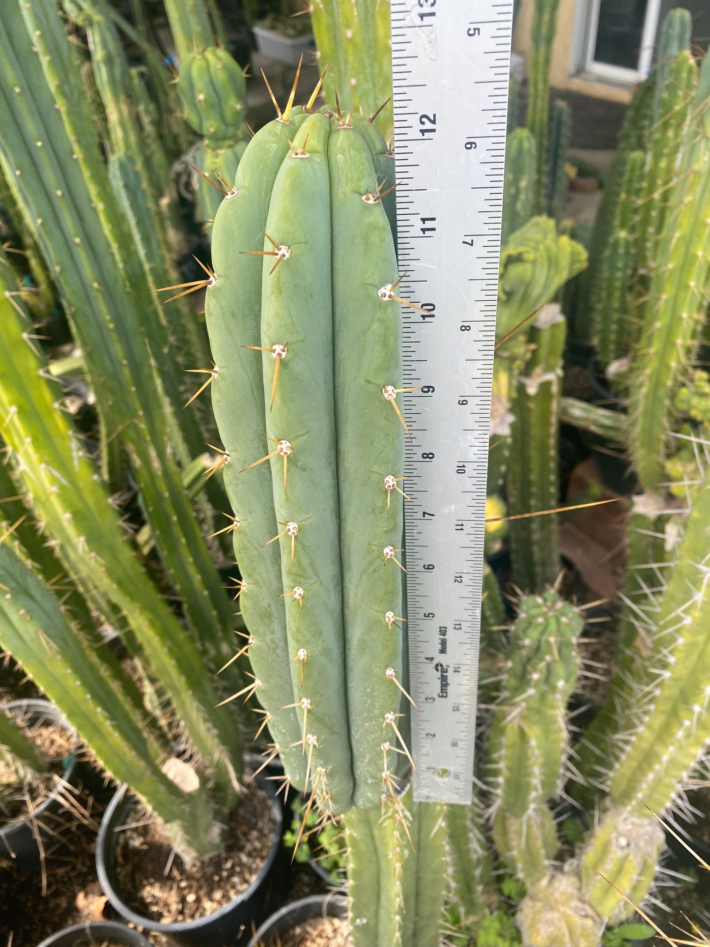 12” T. Bridgesii Australian Angela cutting B40