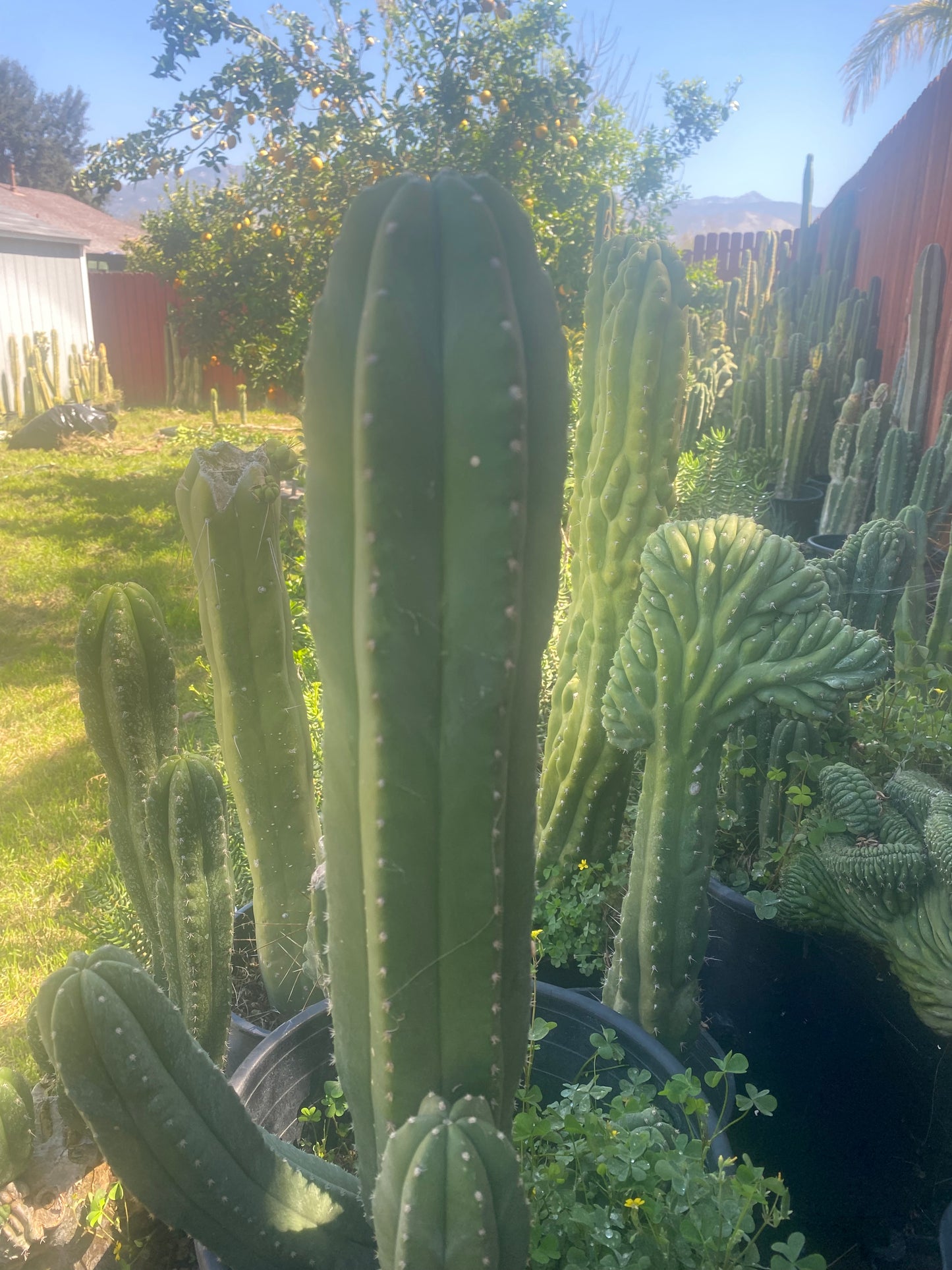 24” T. Pachanoi Cordobensis cutting