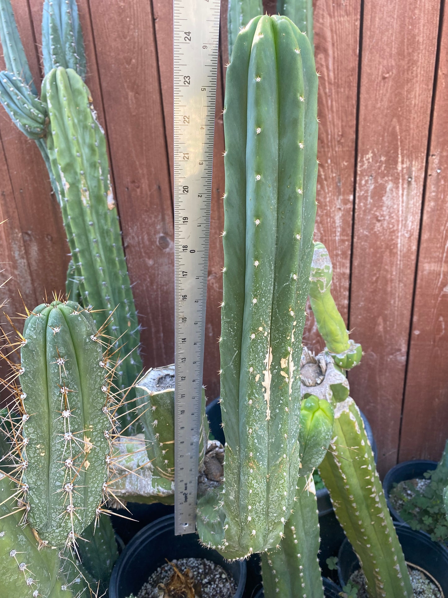 24” San Pedro top cutting