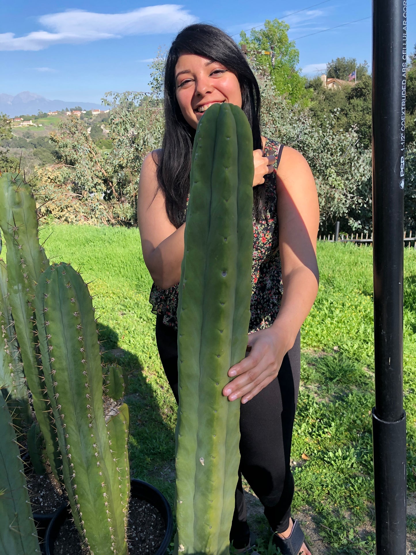 19” T. Bridgesii cutting B01