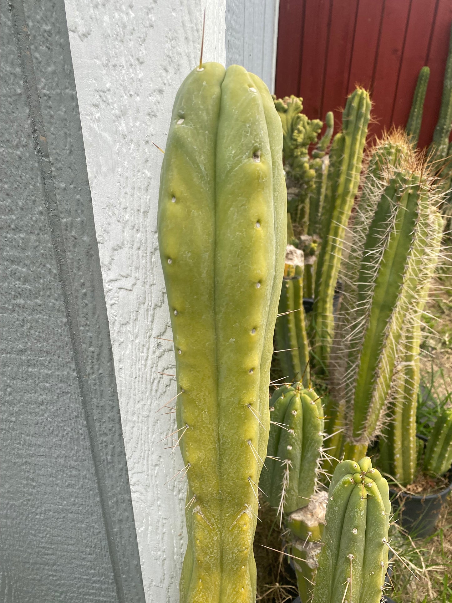 18” T. Bridgesii cutting B01 flowering tip