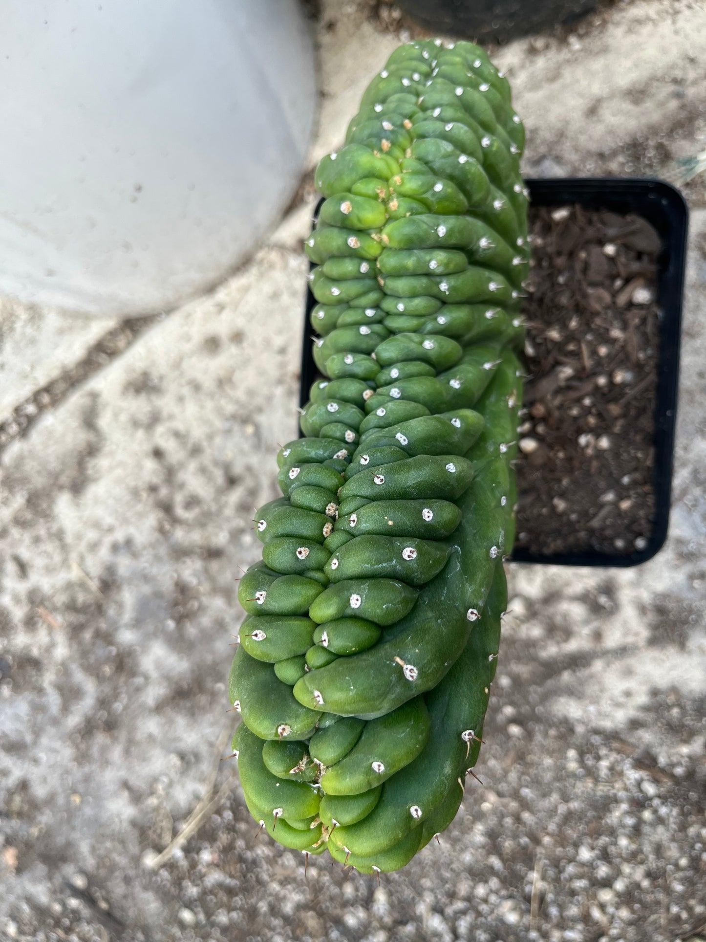 T. Pachanoi Monstrose Crest cutting
