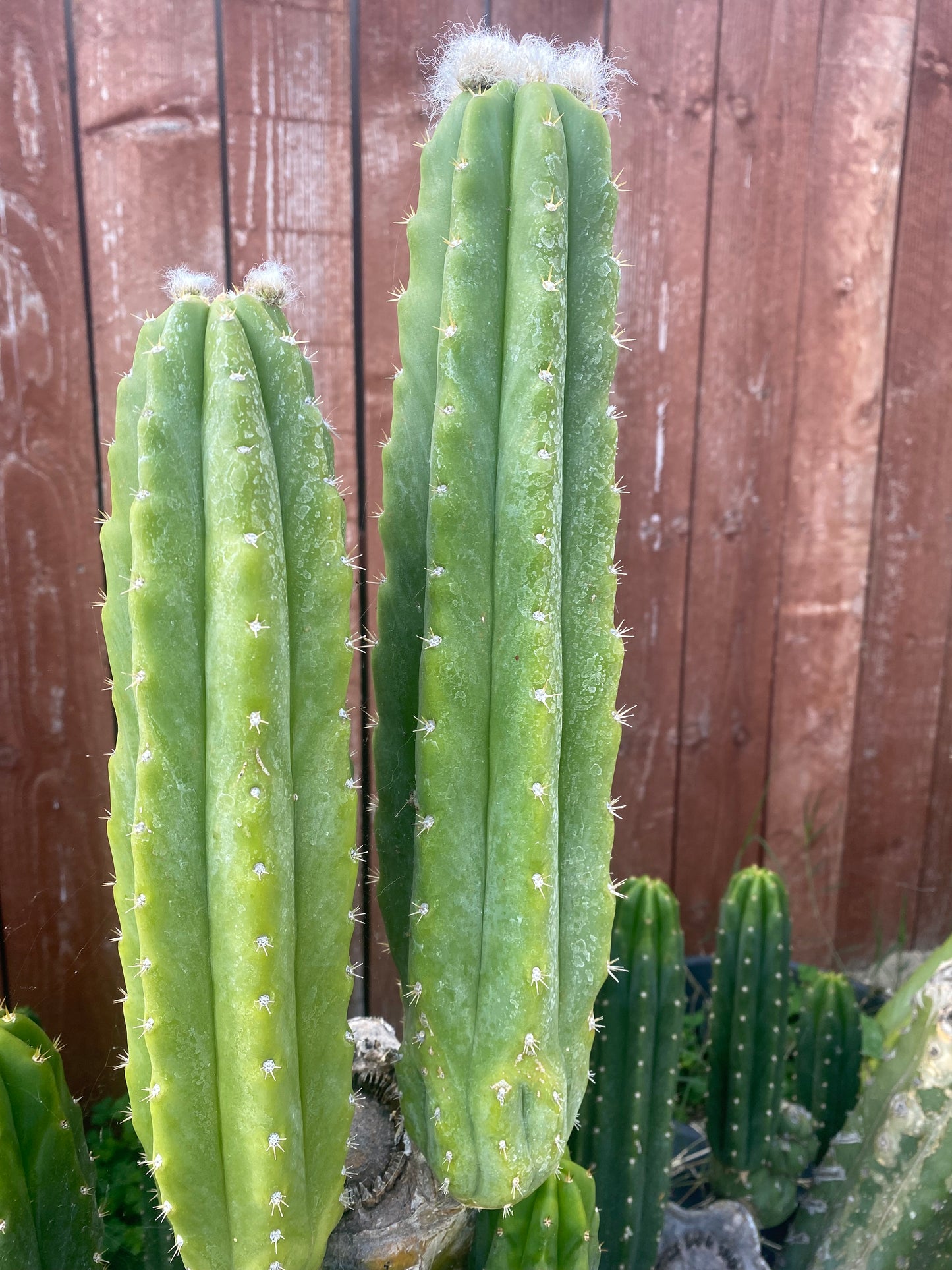 14” San Pedro cutting flowering tip
