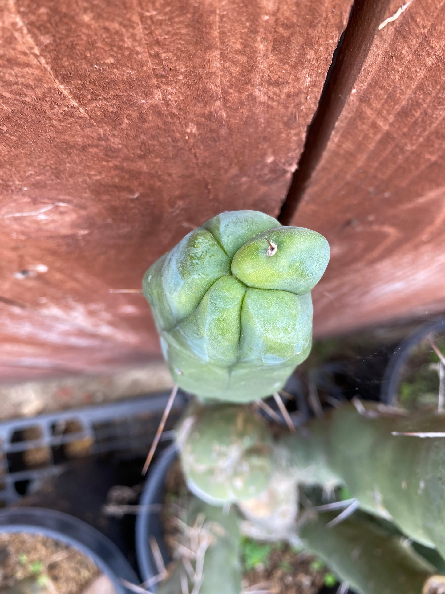 12” T. Bridgesii Monstrose Melted Wax cutting B29