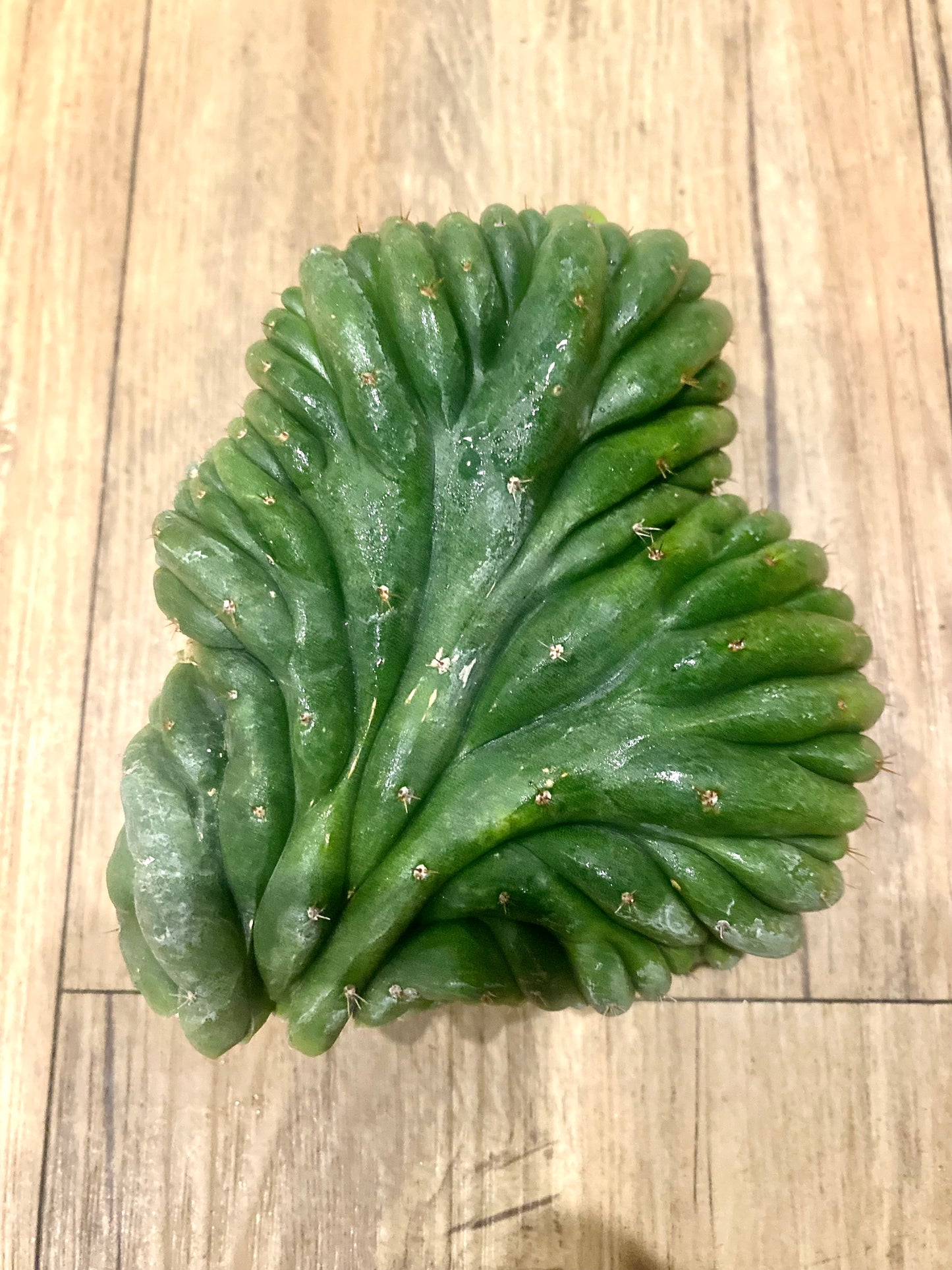 T. Pachanoi Monstrose Crest cutting