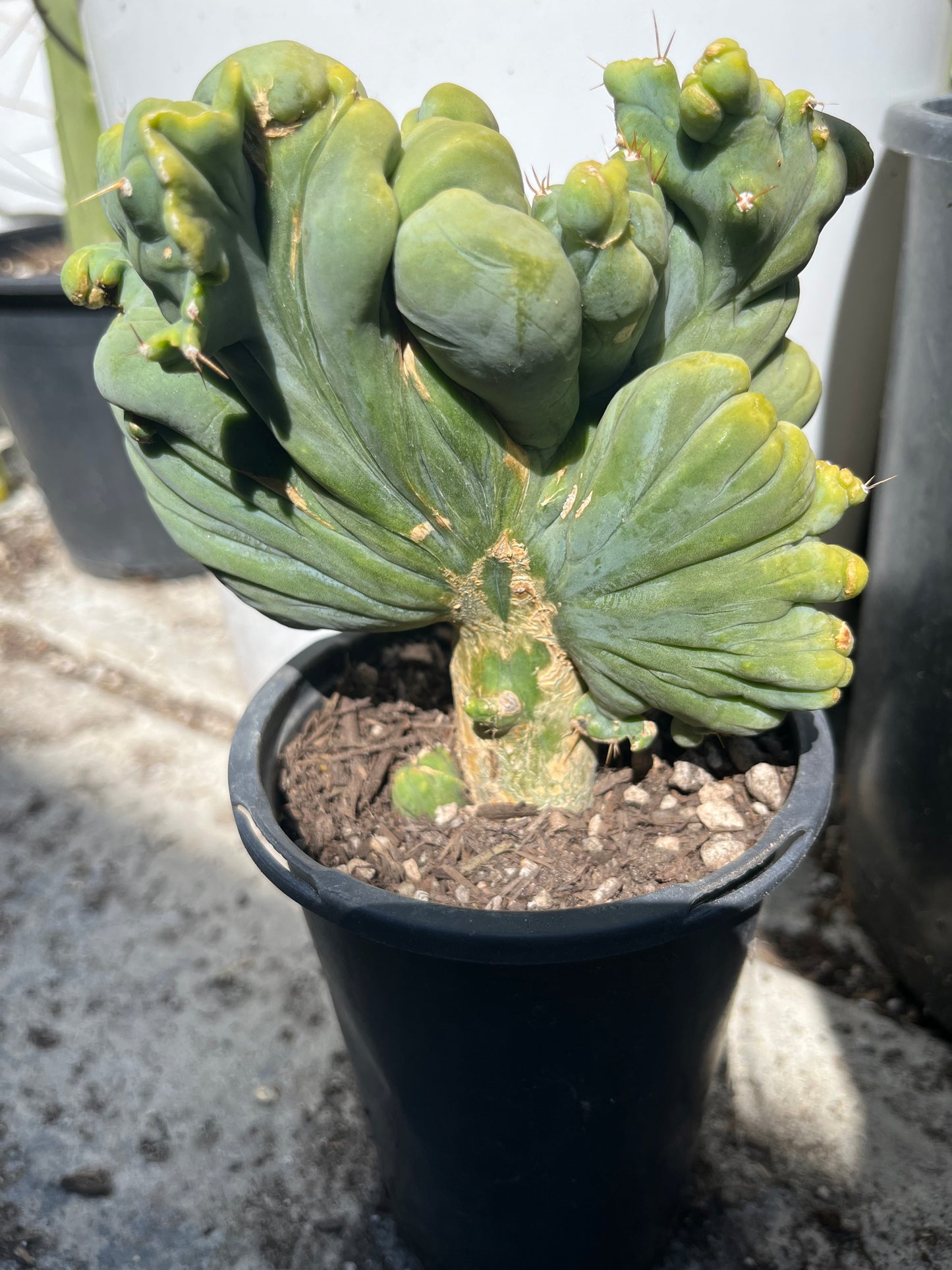 7” tall T. Bridgesii Monstrose Crest cutting