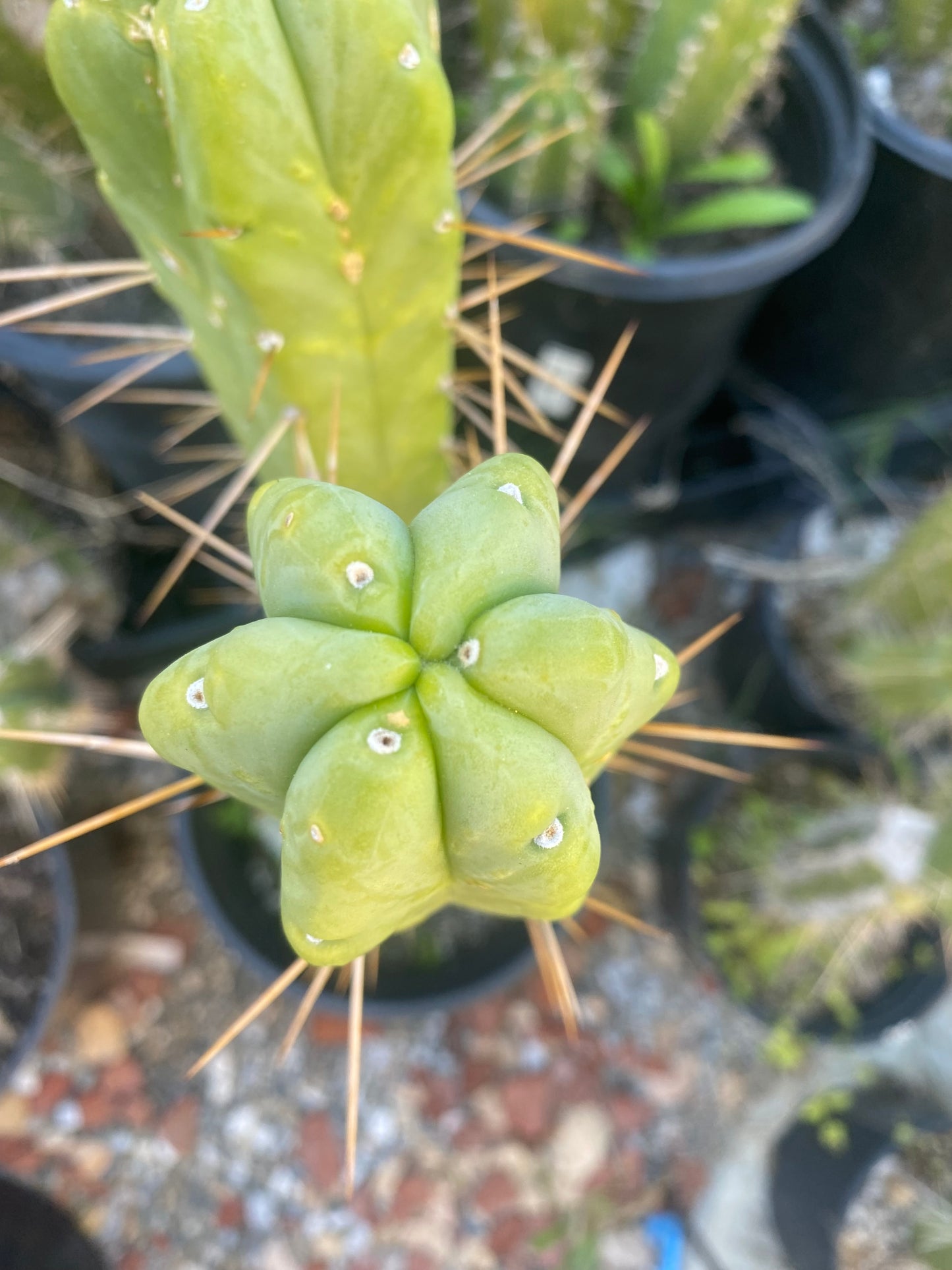18” T. Bridgesii cutting B02
