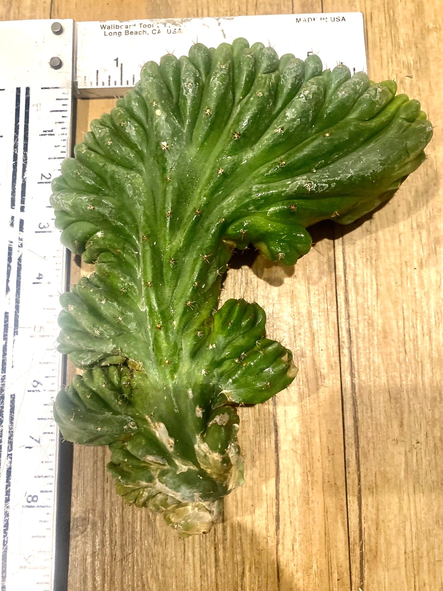 T. Pachanoi Monstrose Crest cutting