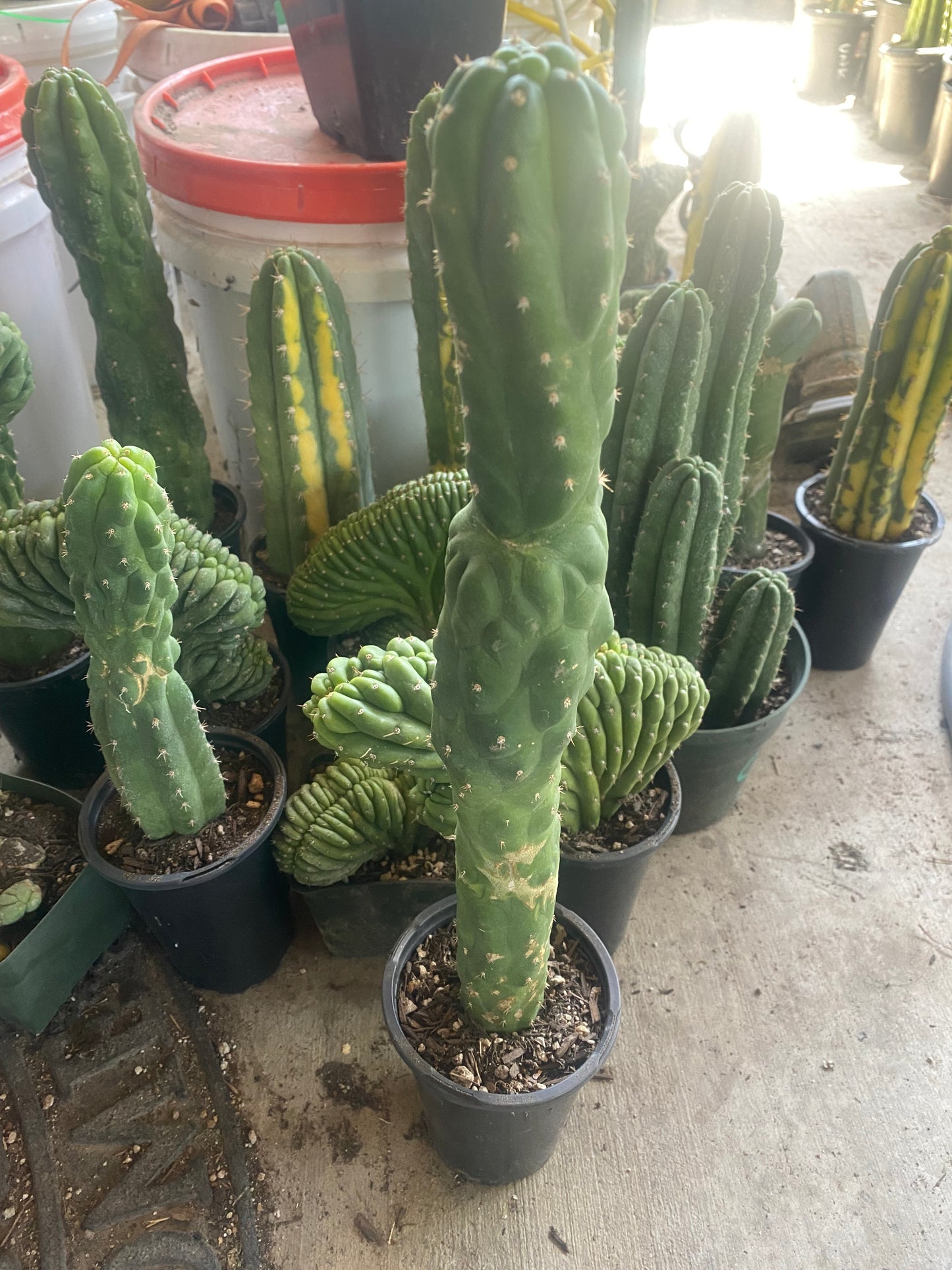 18 1/2” T. Pachanoi Monstrose cutting