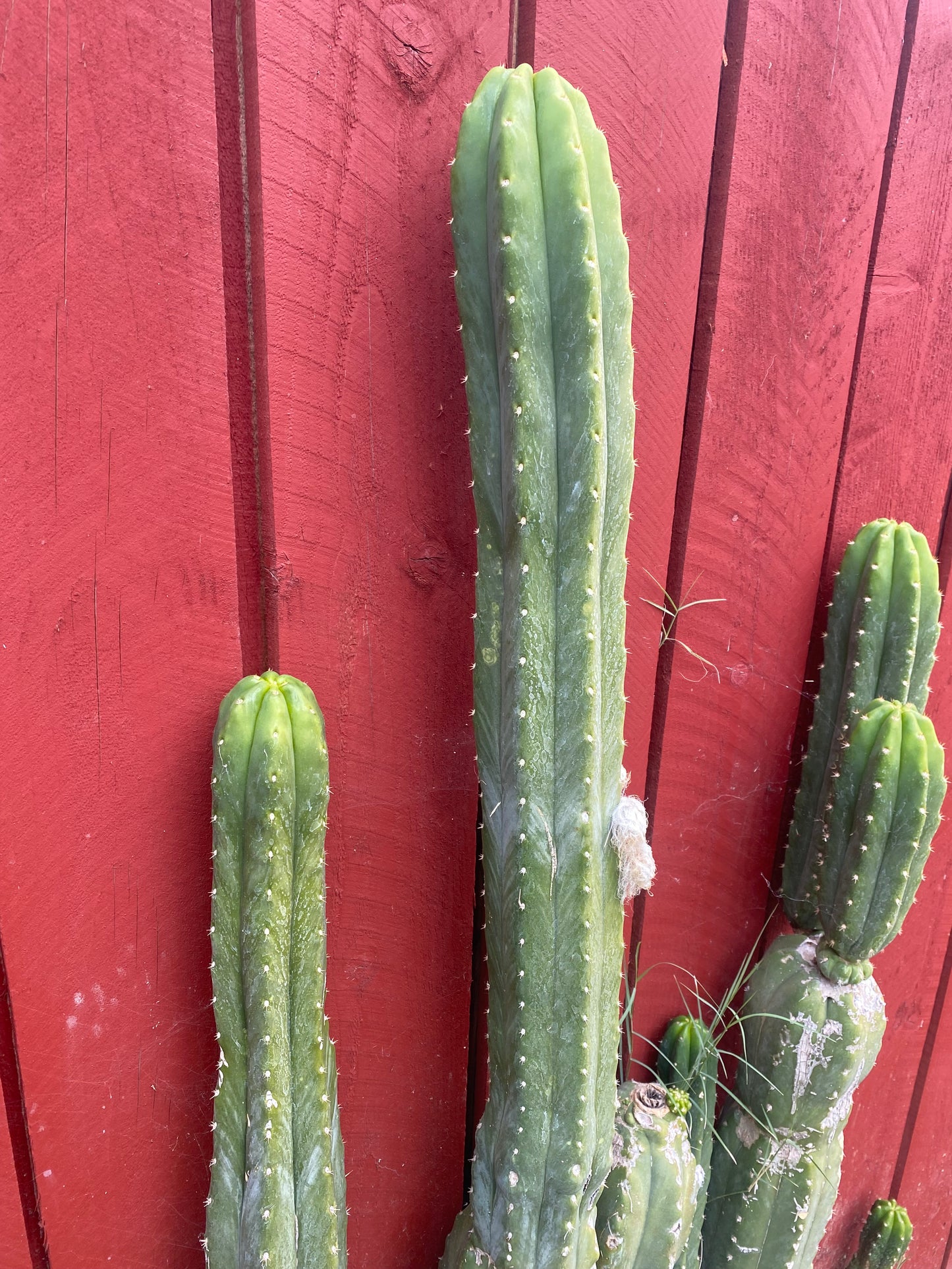 27” San Pedro top cutting flowing tip