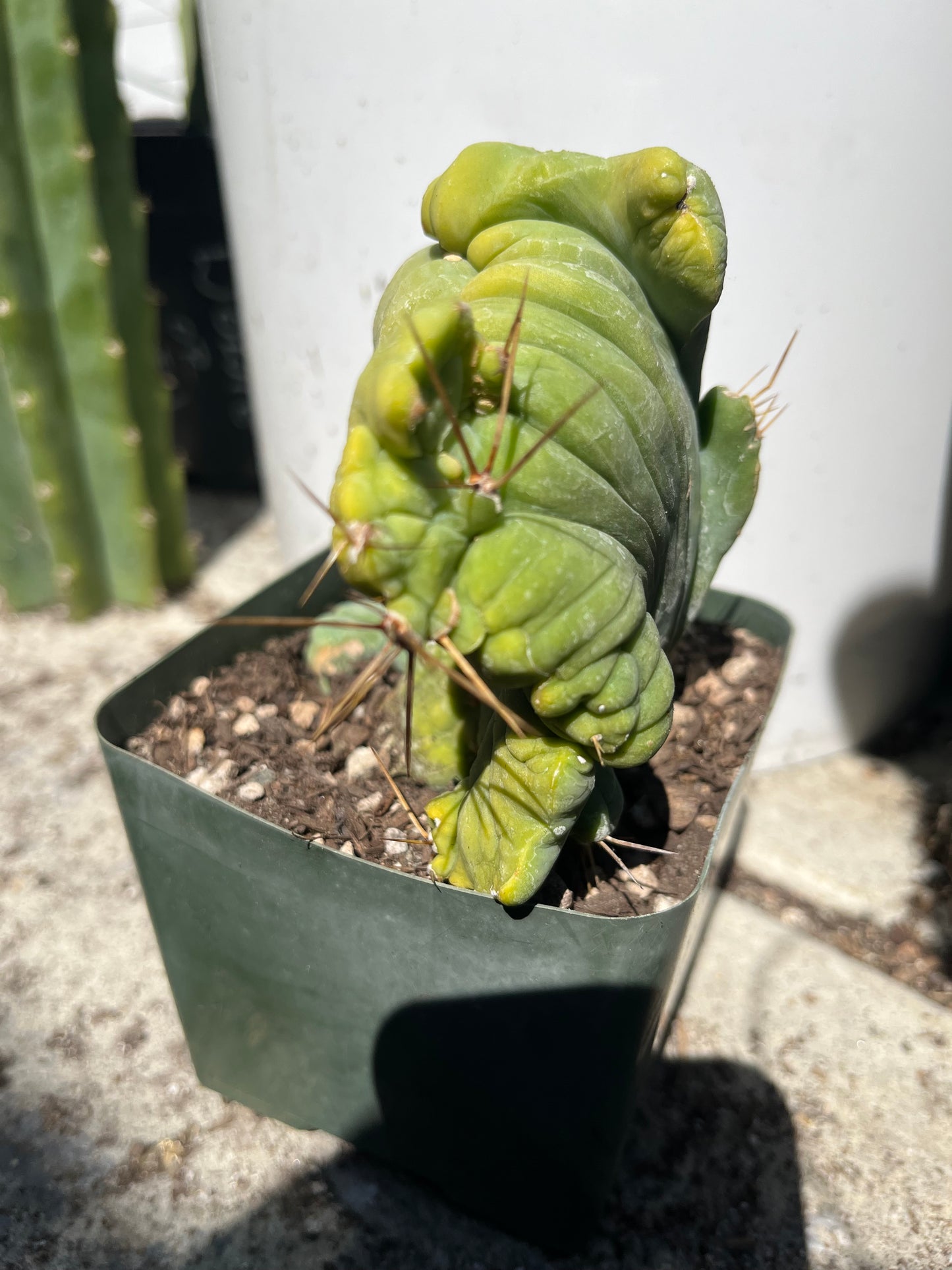 5 1/2” tall T. Bridgesii Monstrose Crest cutting