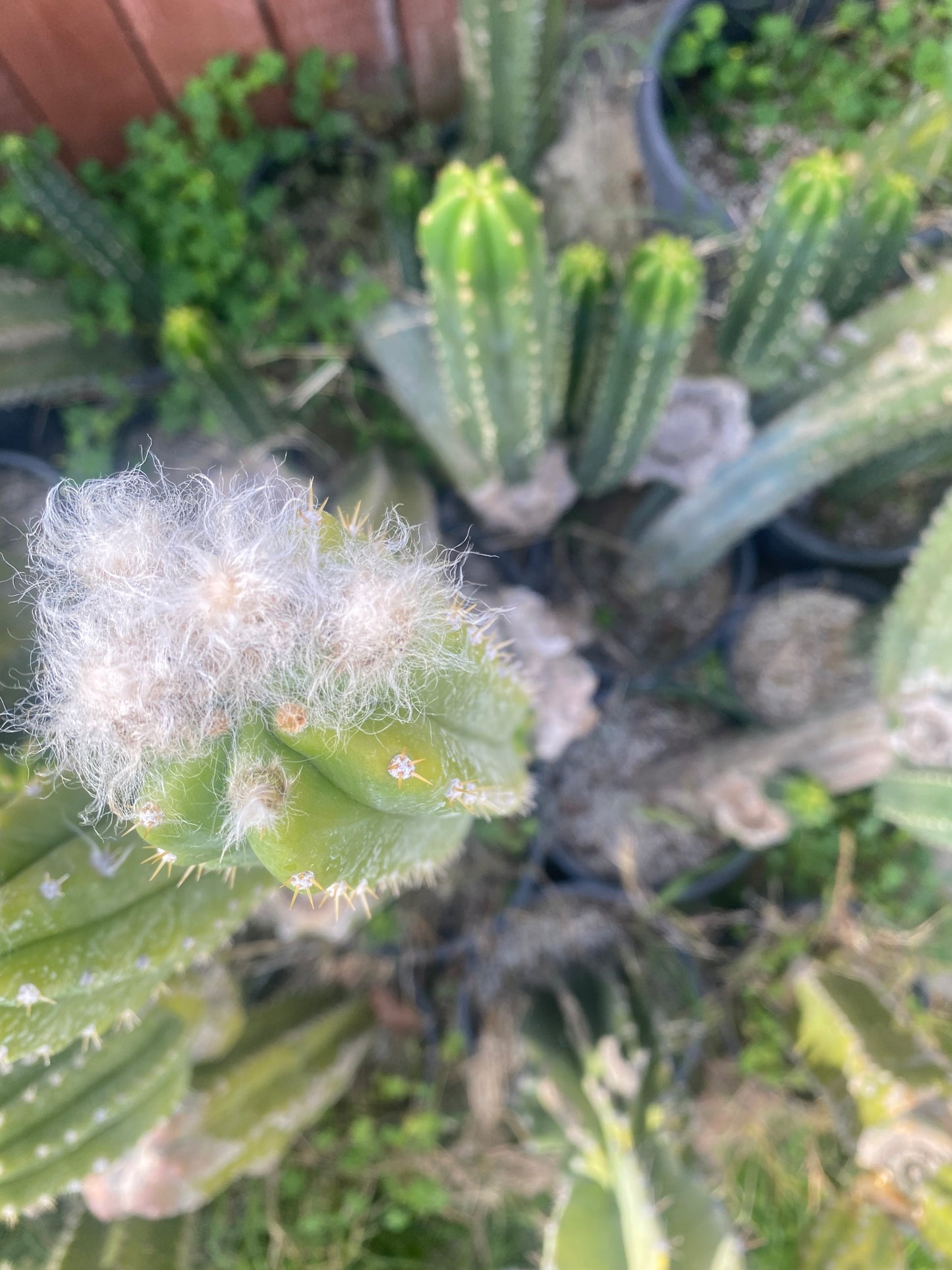 14” San Pedro cutting flowering tip