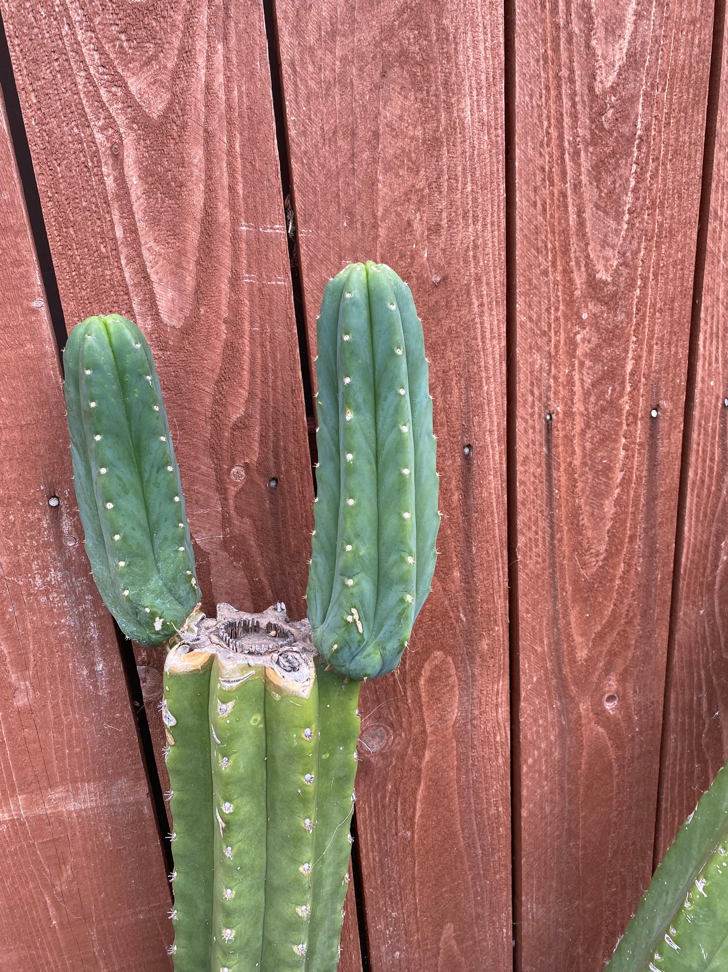 6” San Pedro cutting