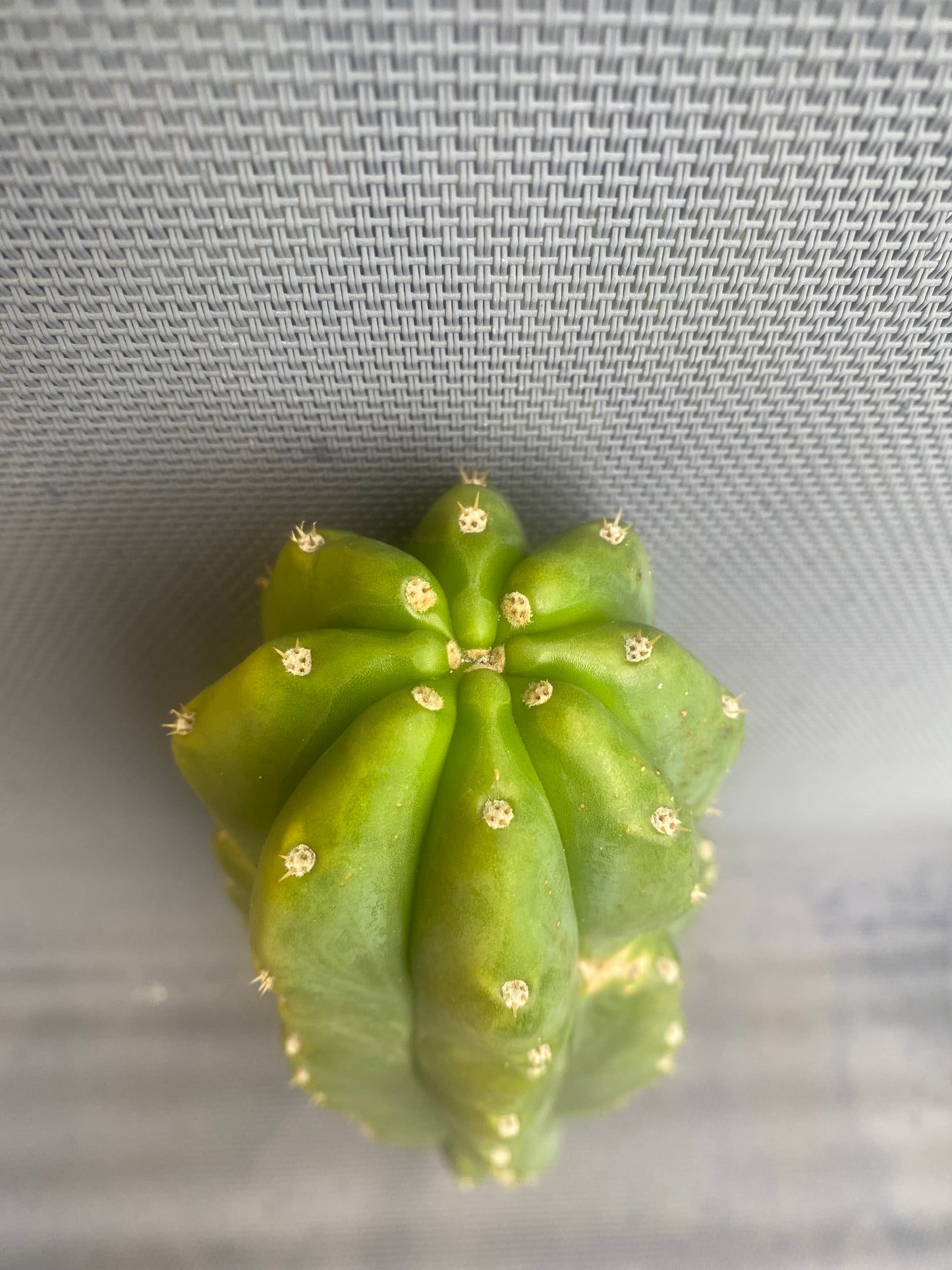14” San Pedro cutting