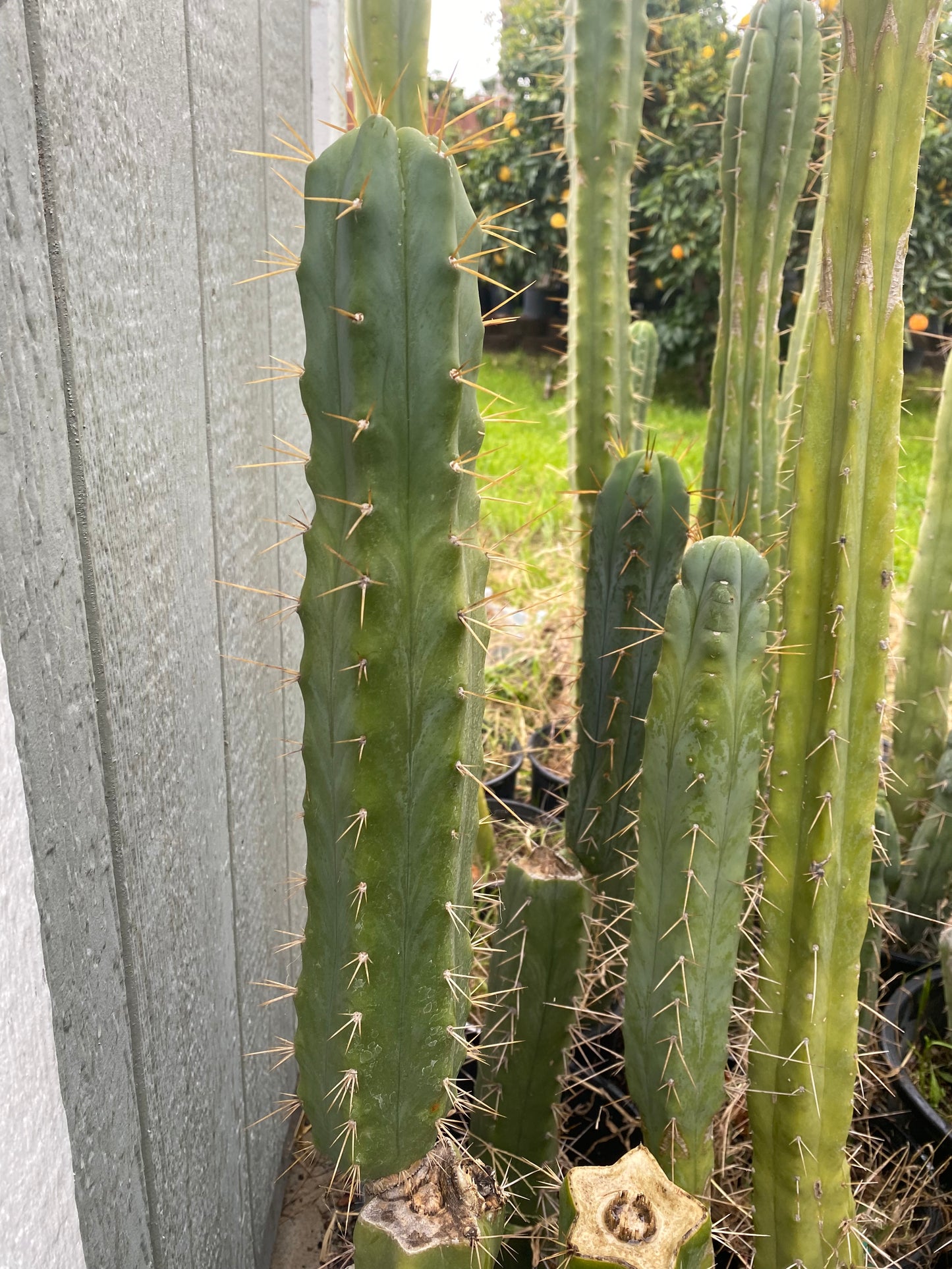 15” T. Bridgesii Kakteen.K. cutting B41