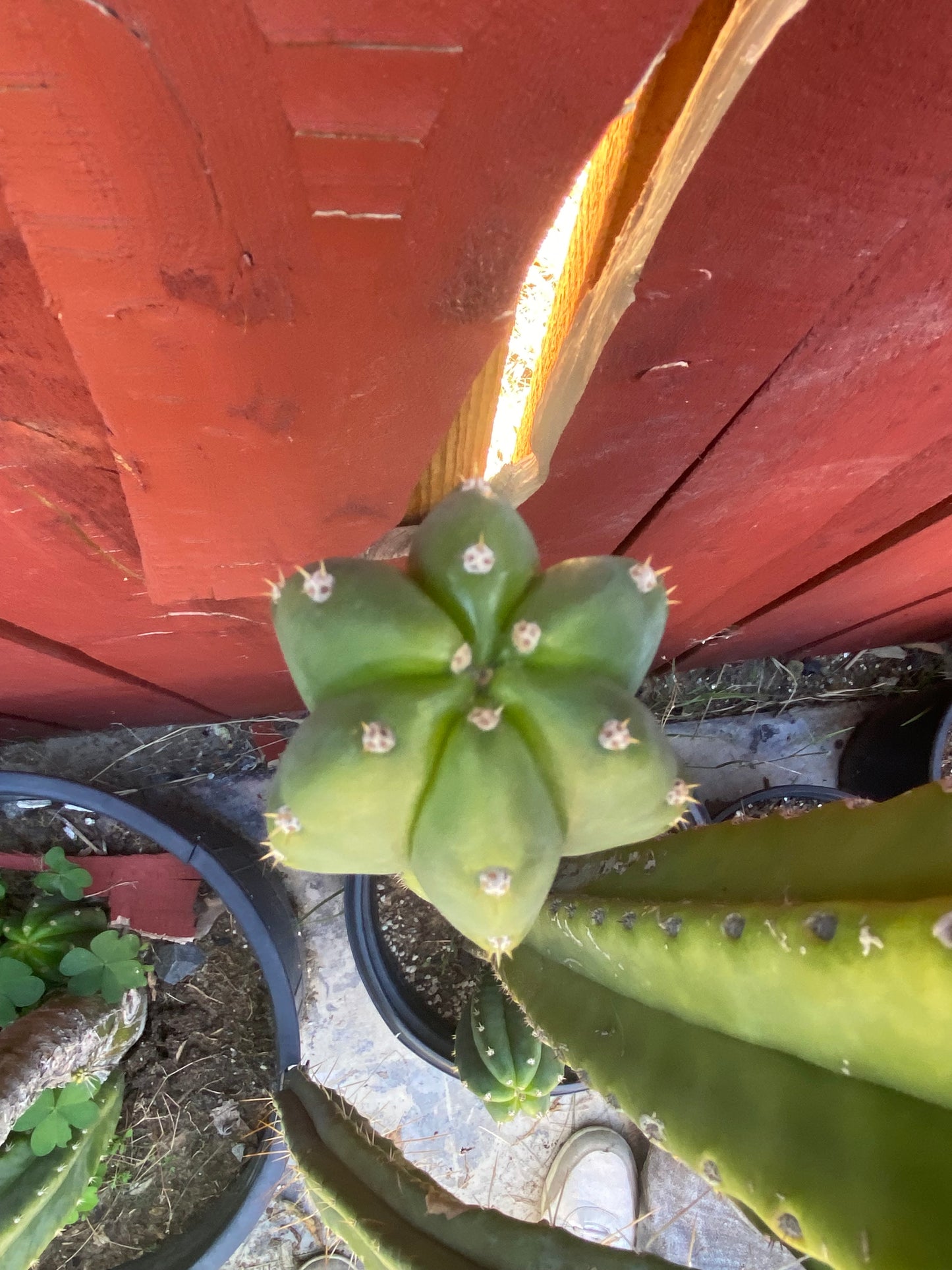16” San Pedro top cutting