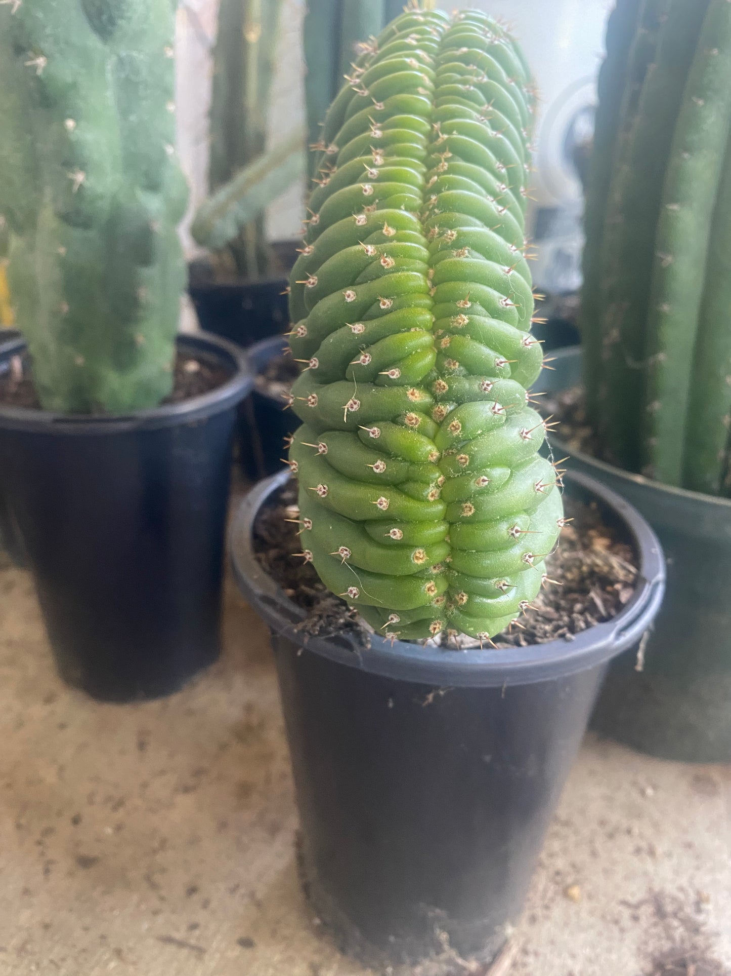 T. Pachanoi Monstrose Crest cutting
