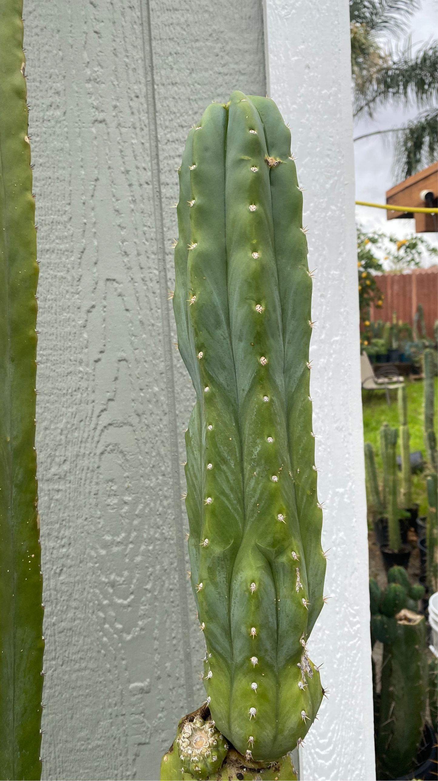 17 1/2” San Pedro top cutting
