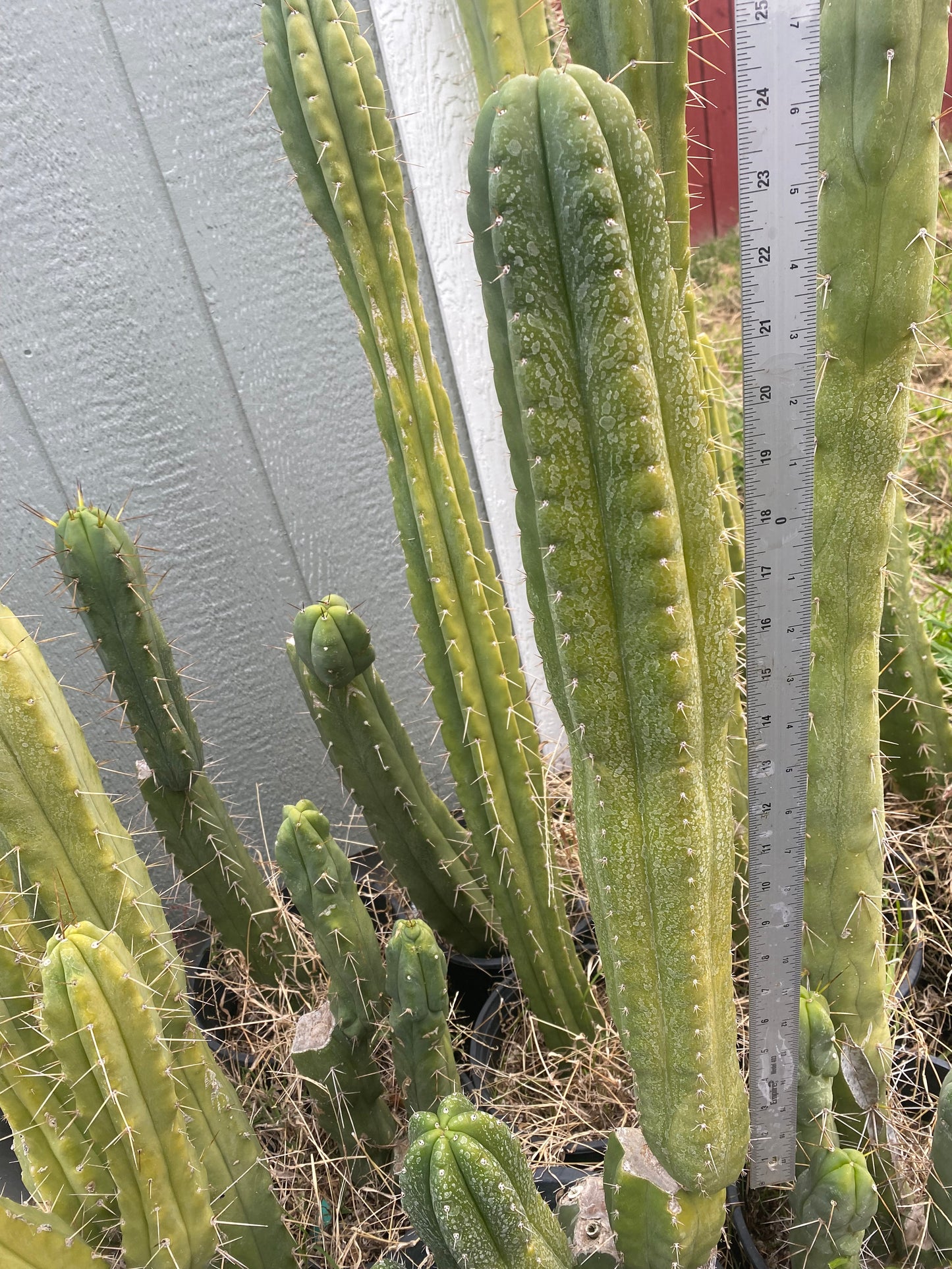 24” T. Pachanoi Monstrose Crest revert cutting