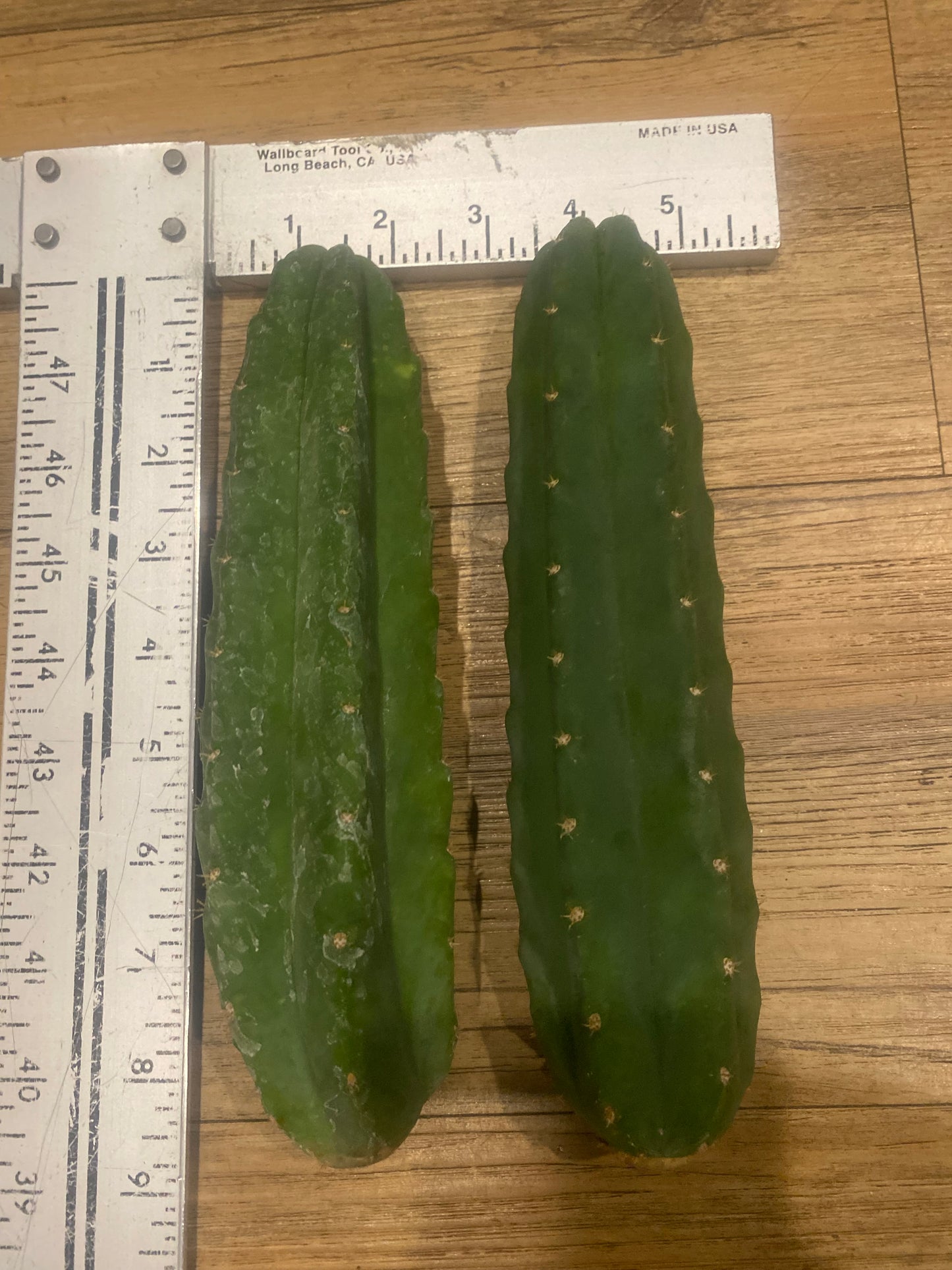 8” San Pedro cutting