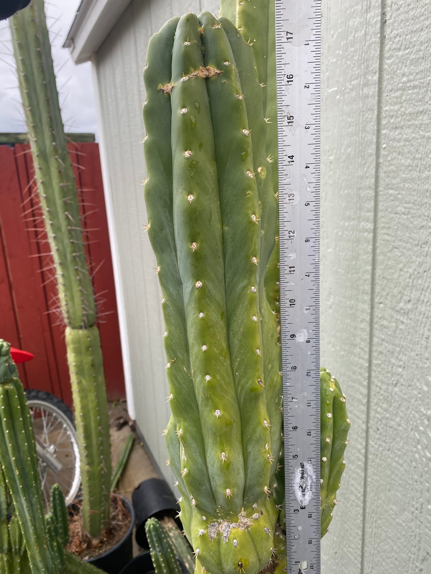 17 1/2” San Pedro top cutting