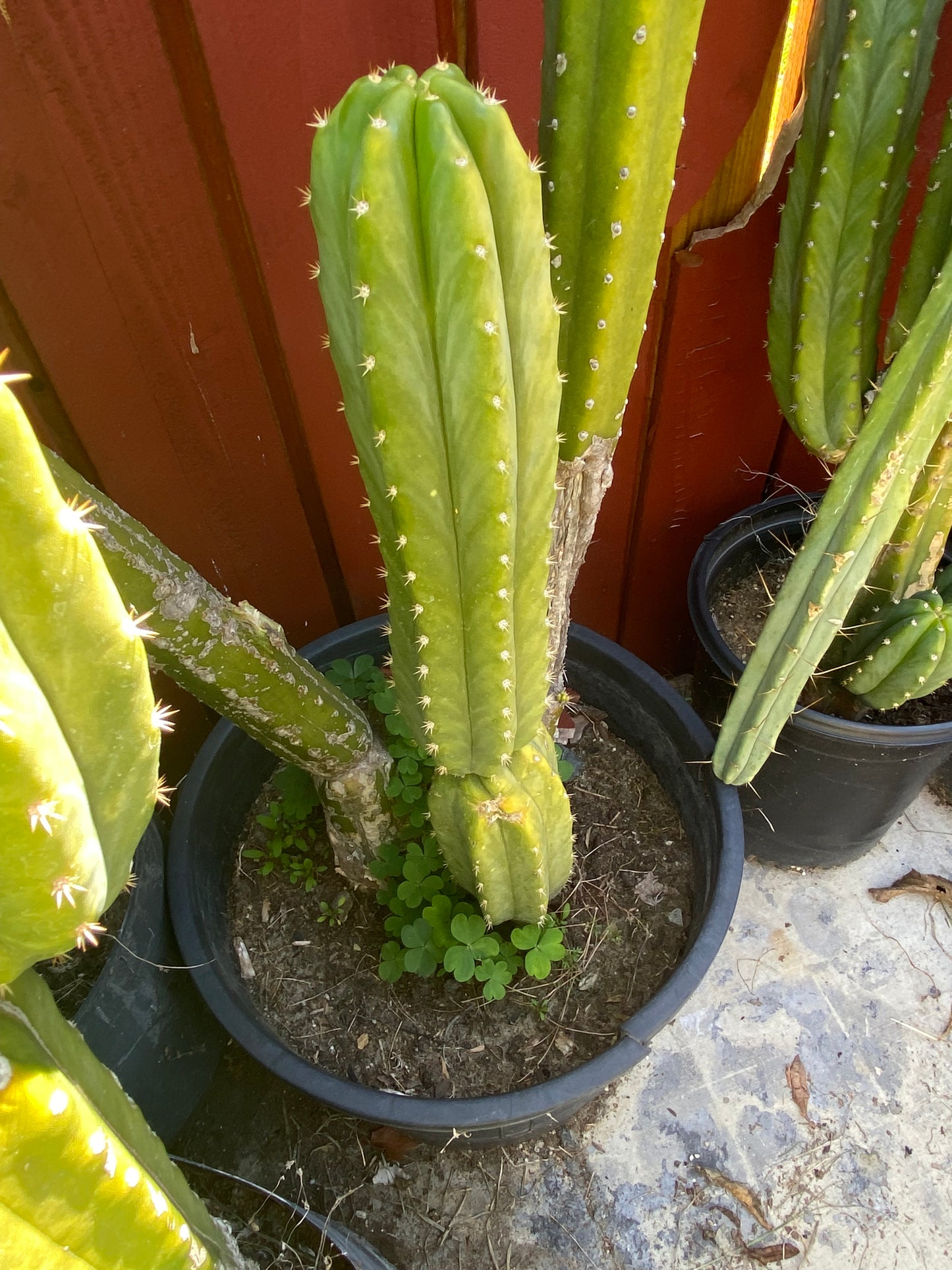 24” San Pedro top cutting