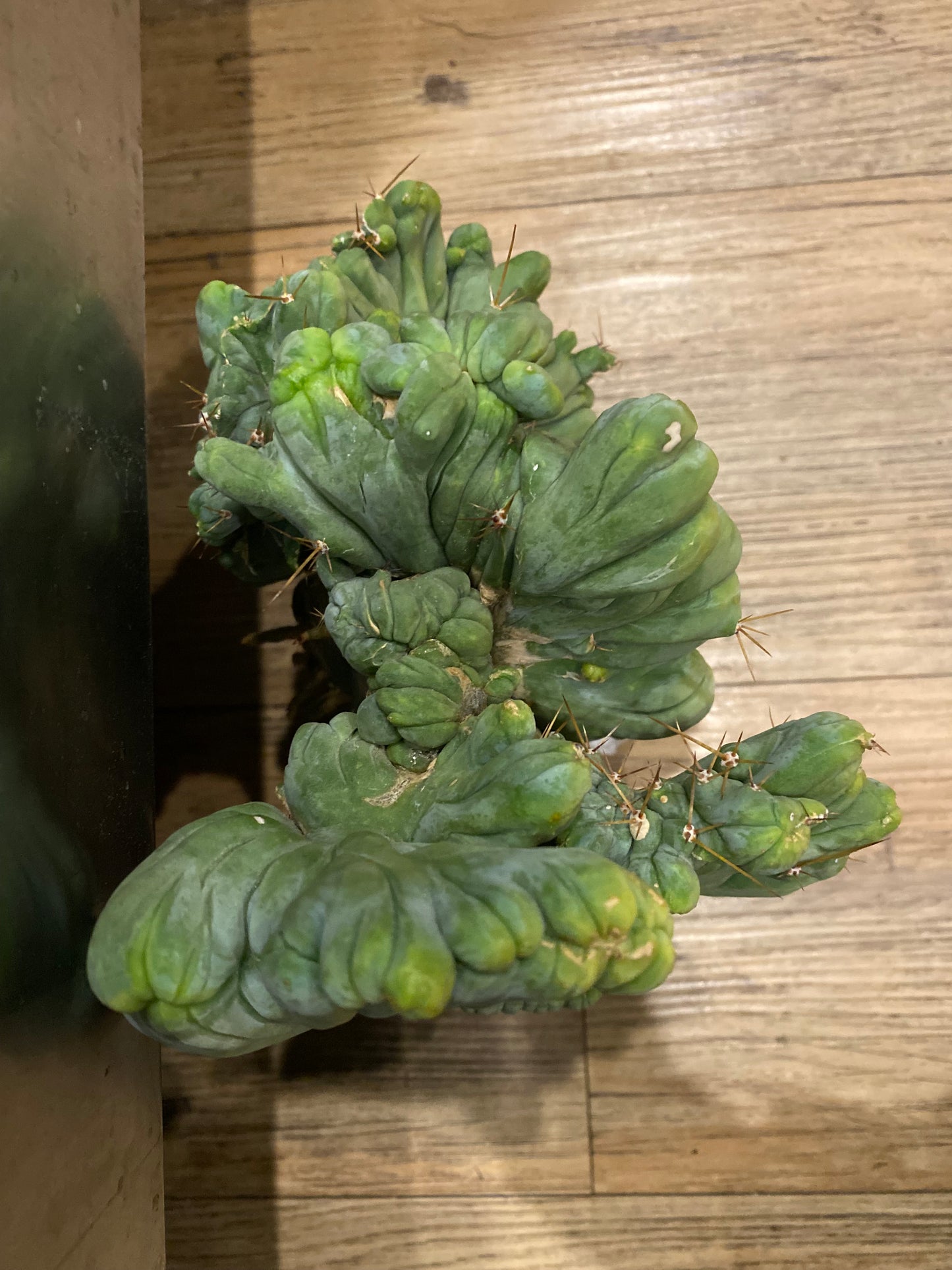 7” tall T. Bridgesii Monstrose Crest cutting with roots showing