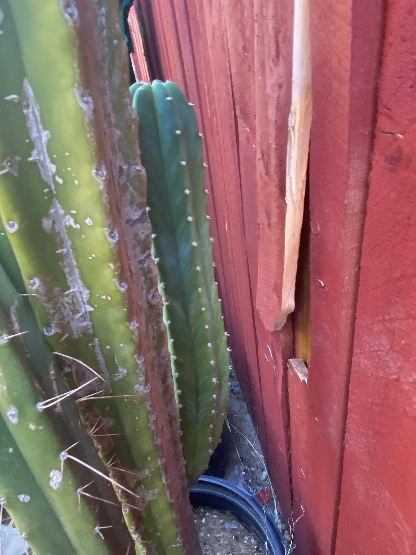 16” San Pedro top cutting