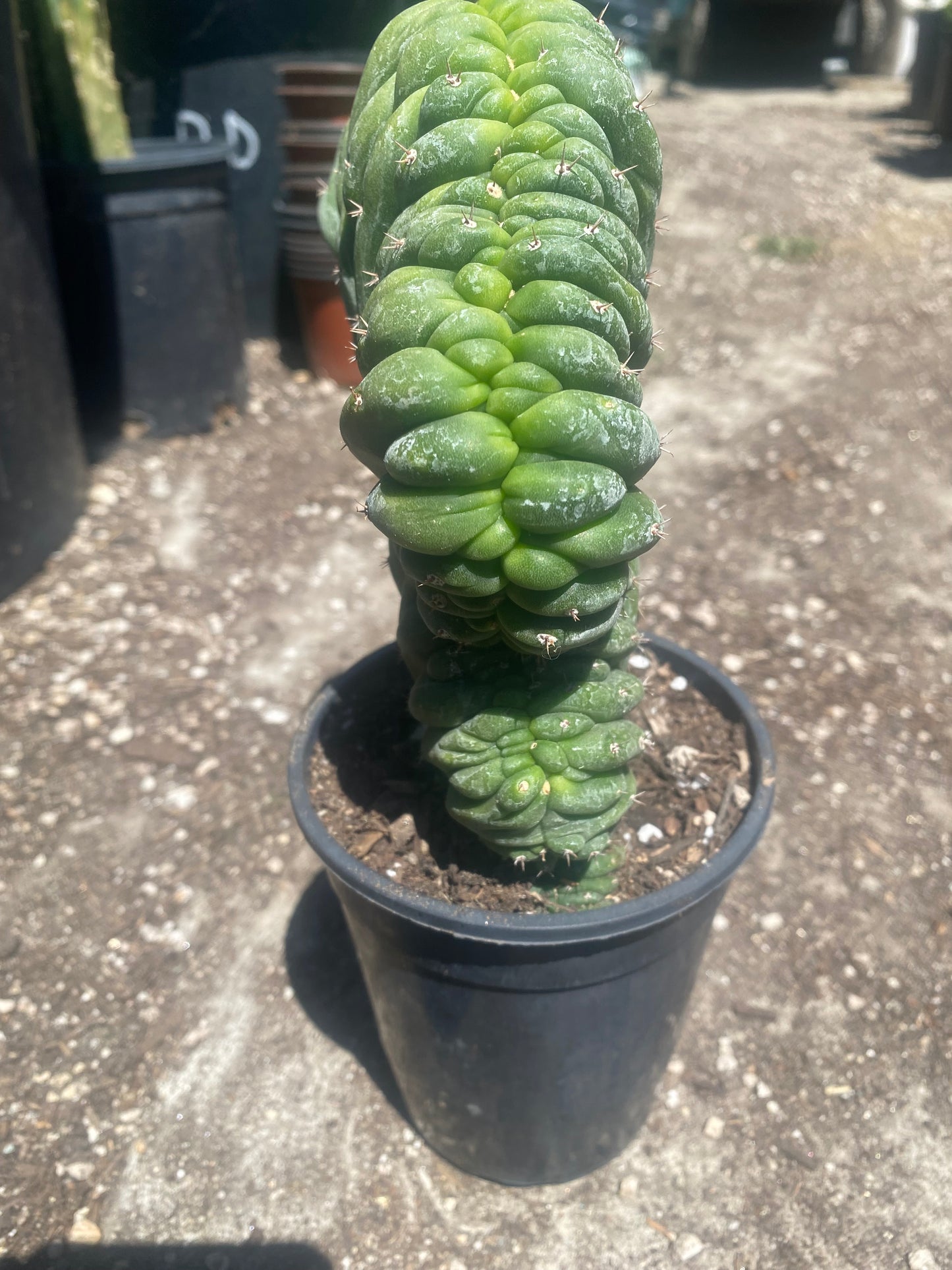 T. Pachanoi Monstrose Crest cutting