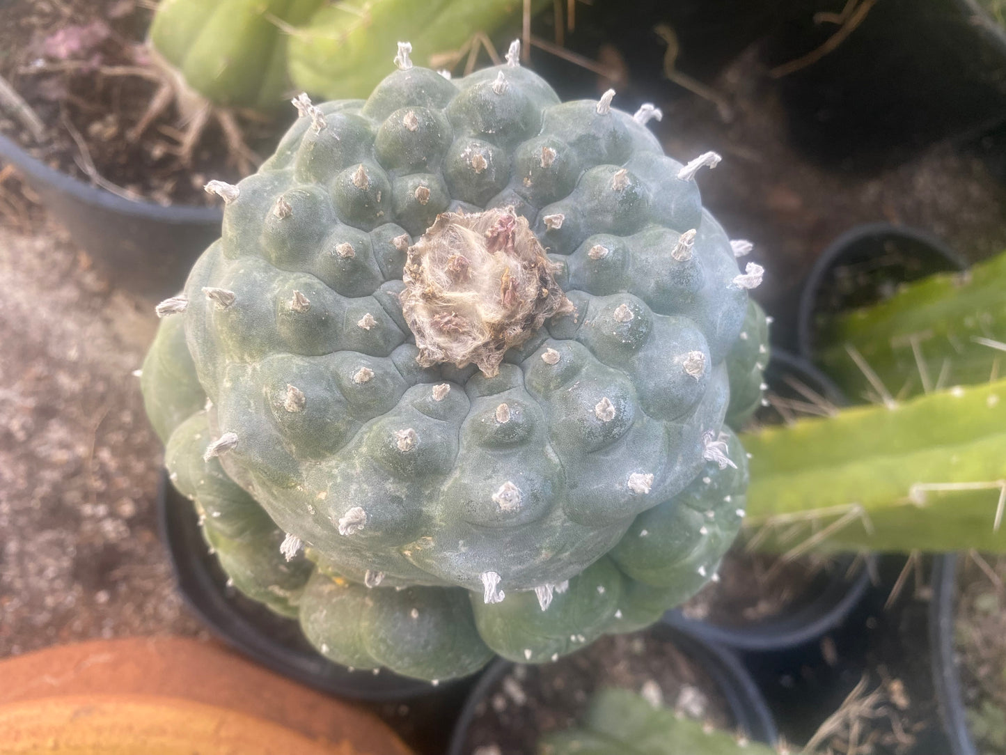 1.25” Grafted L Matucana Madisorium W