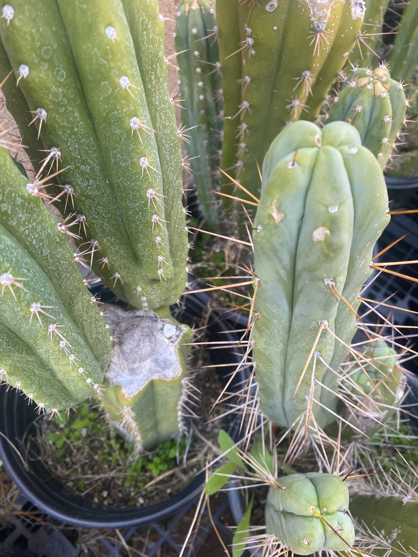 12 1/2” T. Bridgesii K.Knize cutting B07