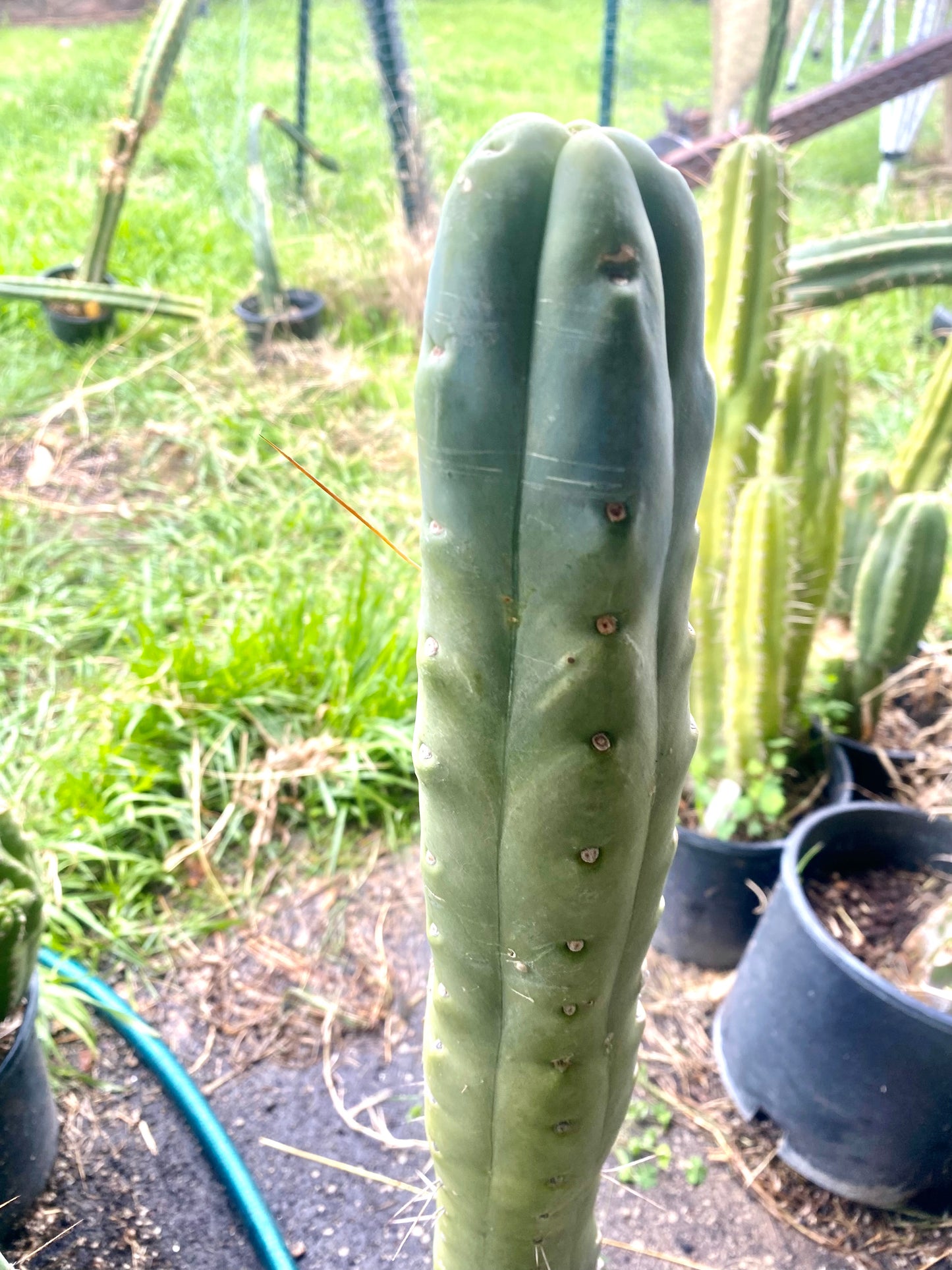 14” T. Bridgesii K.Knize cutting B07
