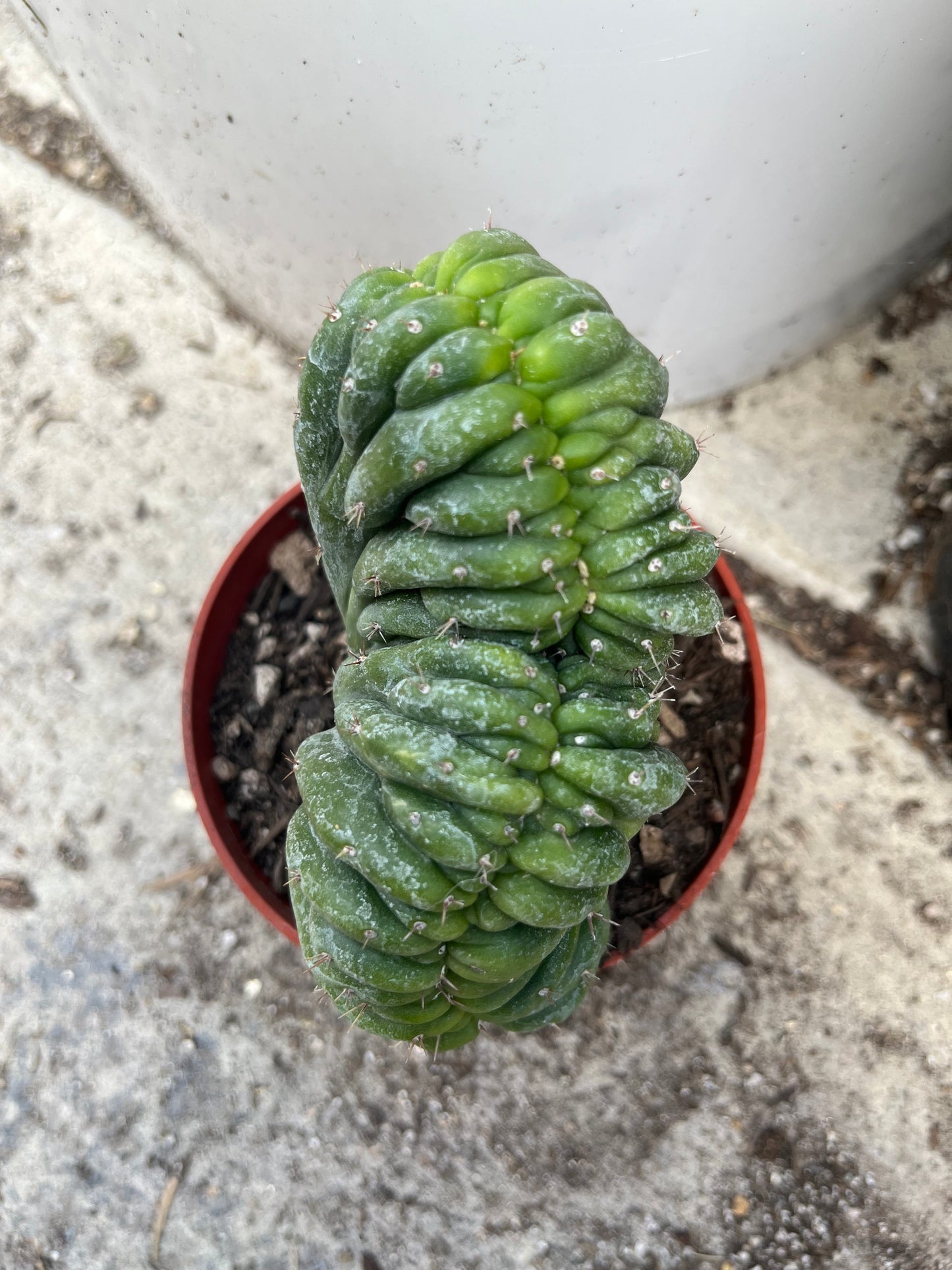 T. Pachanoi Monstrose Crest cutting