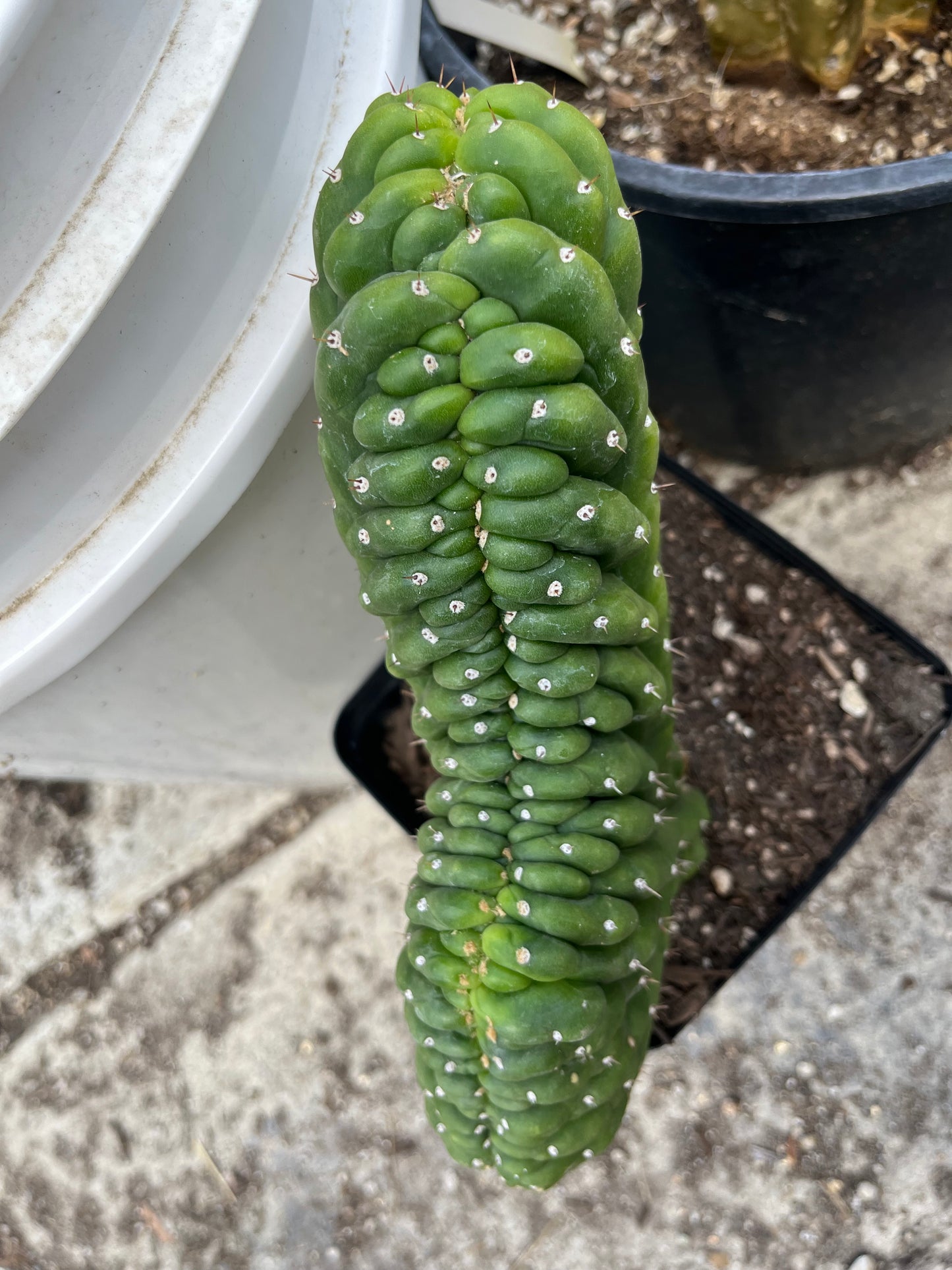 T. Pachanoi Monstrose Crest cutting