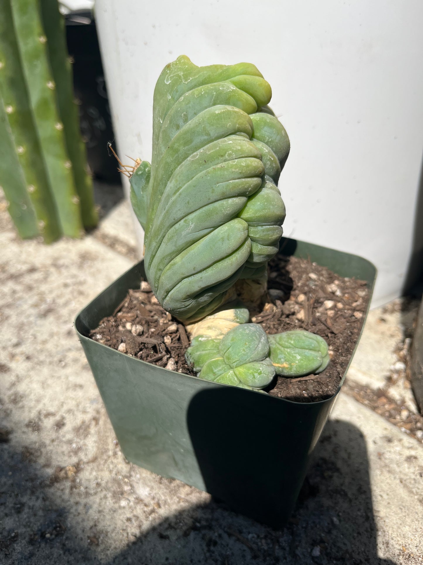 5 1/2” tall T. Bridgesii Monstrose Crest cutting