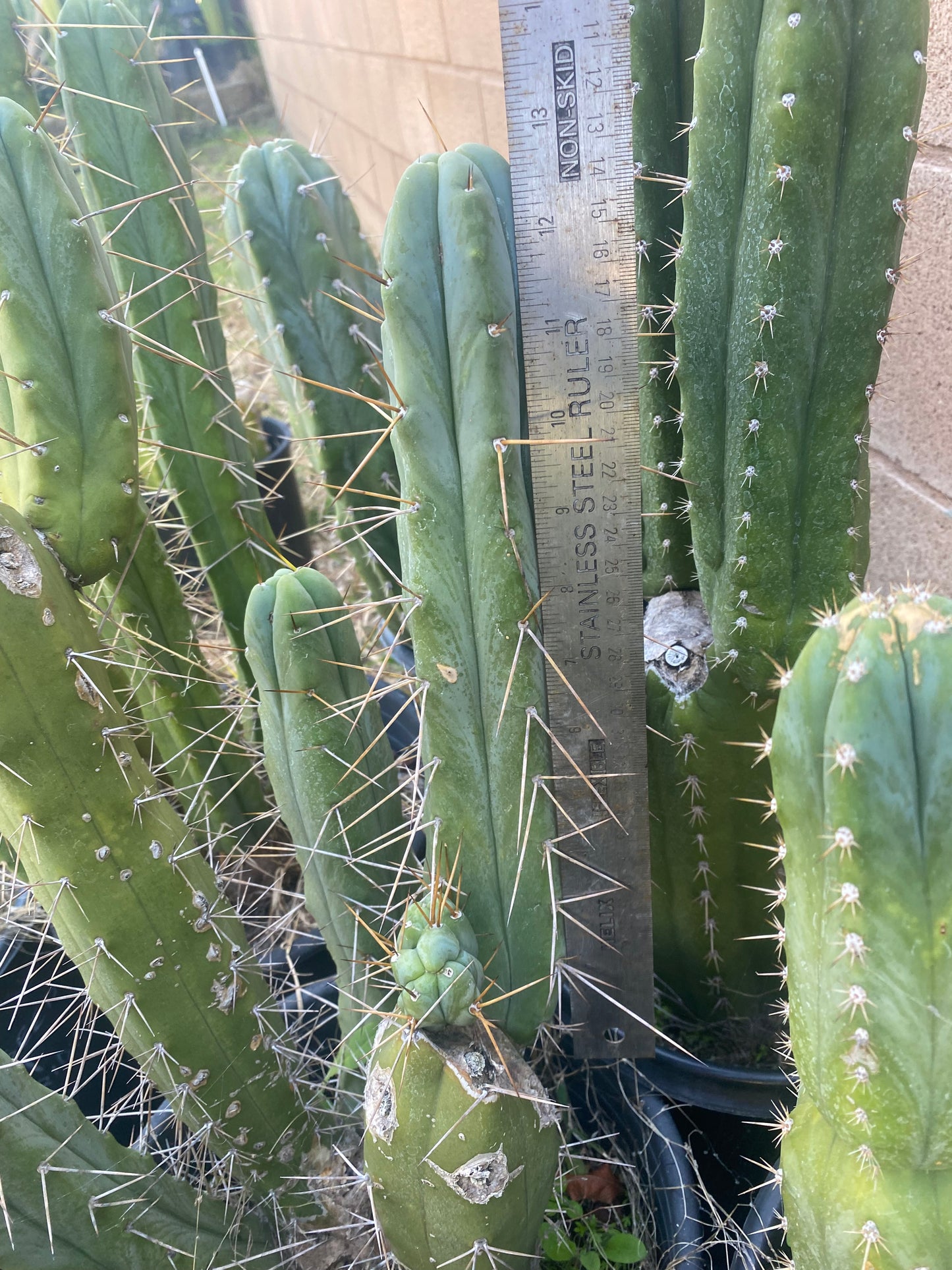 12 1/2” T. Bridgesii K.Knize cutting B07