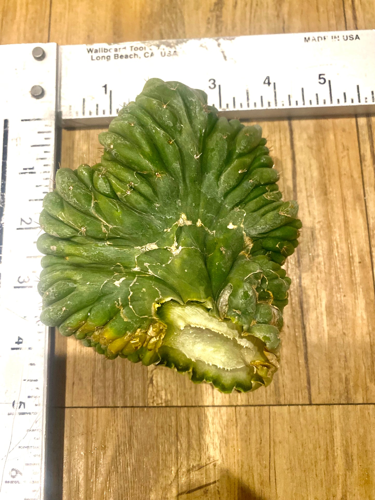 T. Pachanoi Monstrose Crest cutting