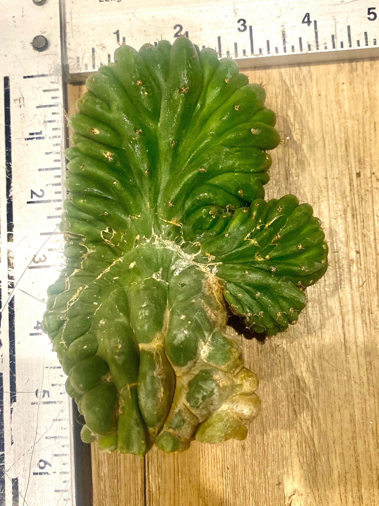 T. Pachanoi Monstrose Crest cutting