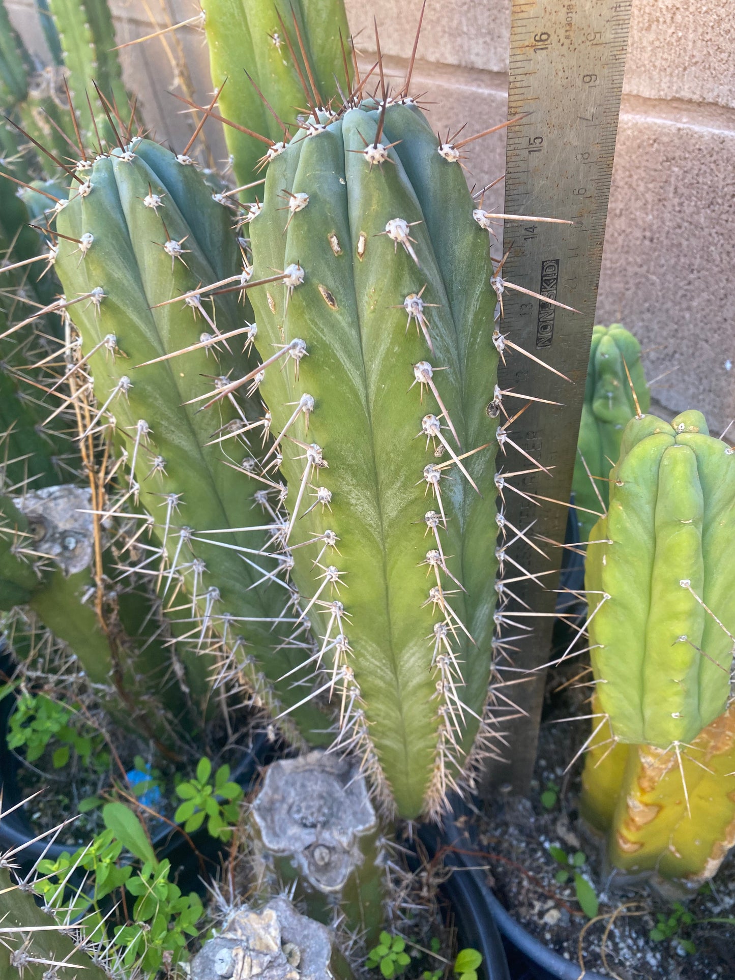 15 1/2” T. Pachanoi K.K. cutting