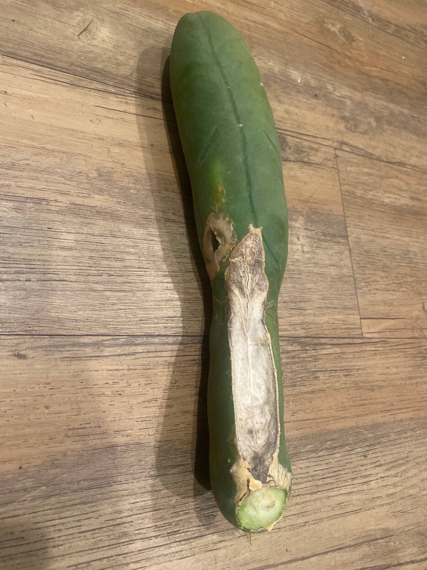 11” Bridgesii Monstrose Long or clone A cutting