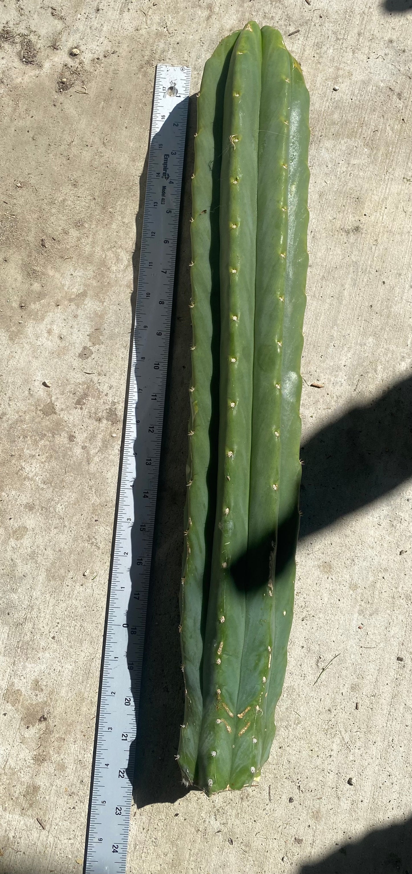 22” San Pedro top cutting
