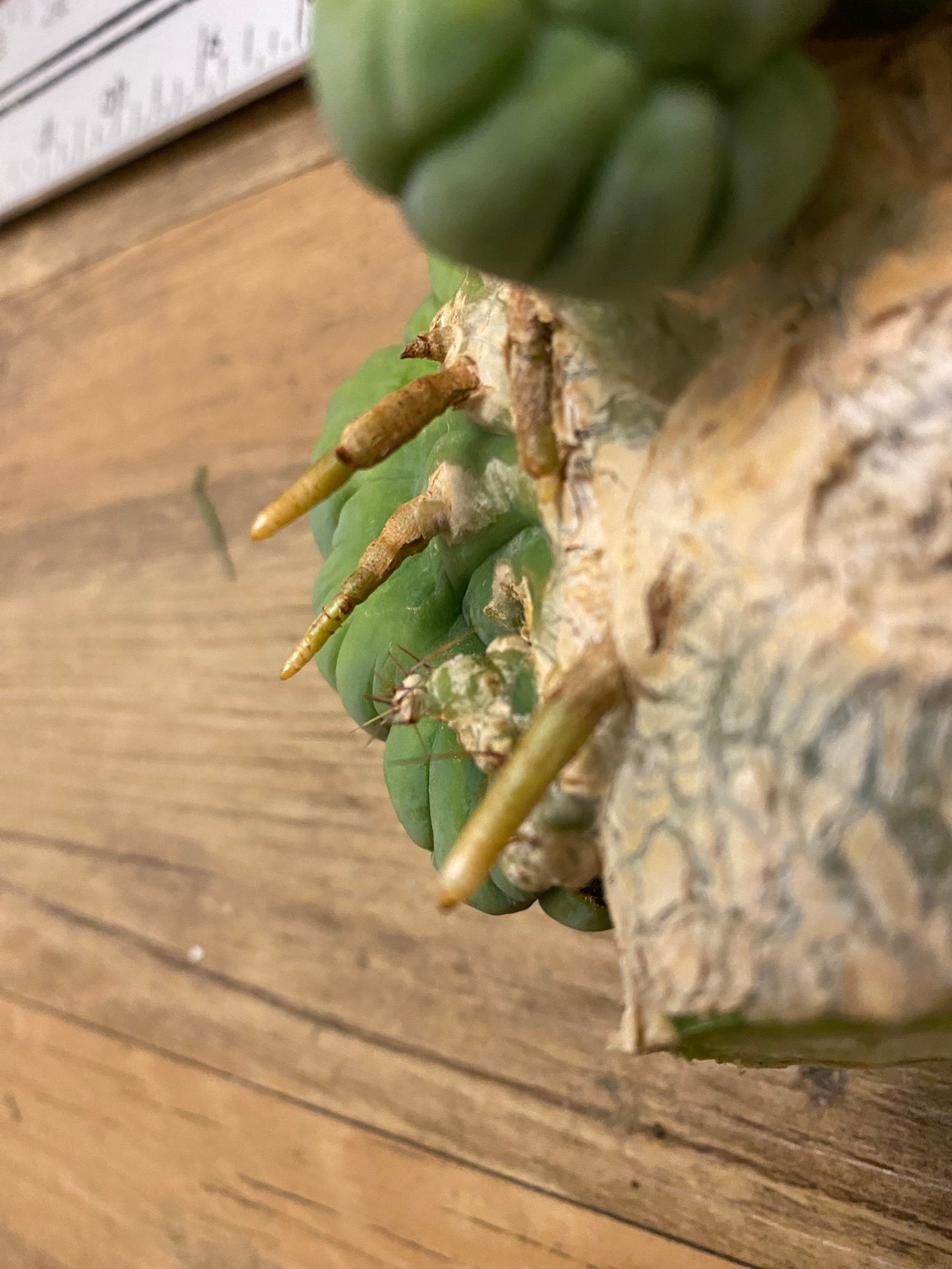 7” wide T. Bridgesii Monstrose Crest cutting with roots showing