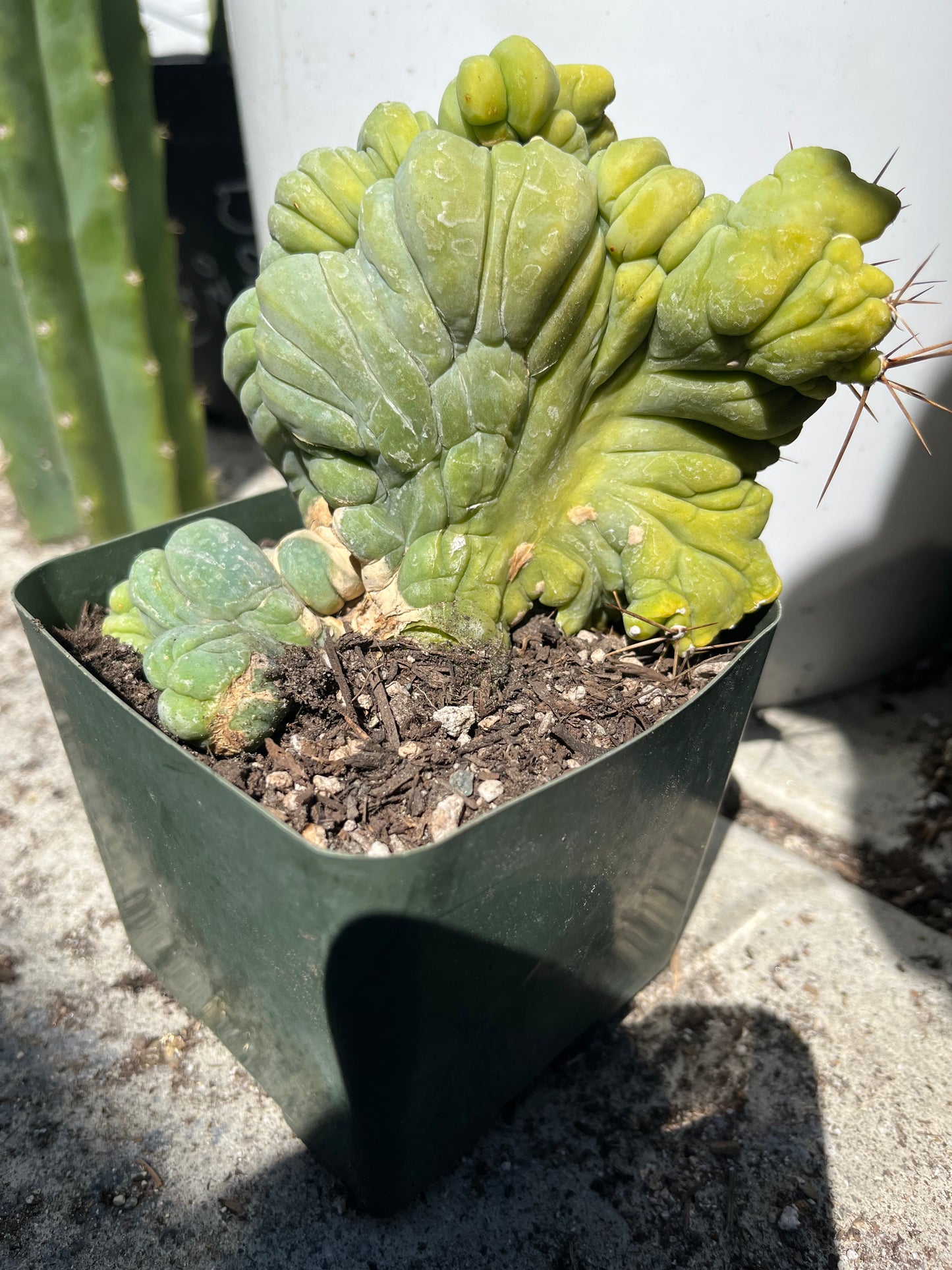 5 1/2” tall T. Bridgesii Monstrose Crest cutting