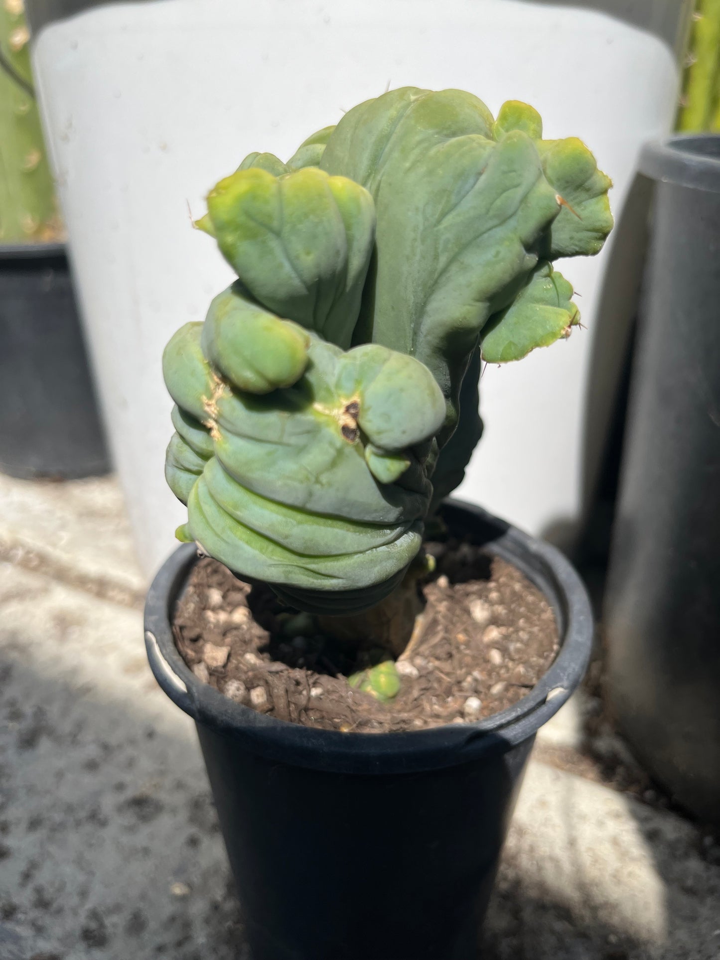 7” tall T. Bridgesii Monstrose Crest cutting