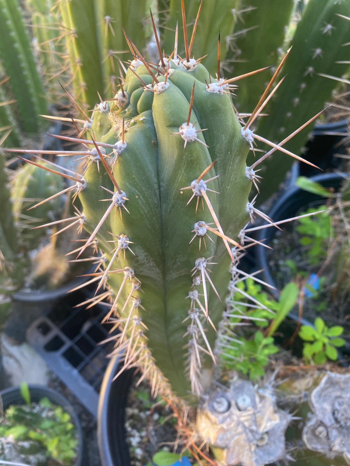 12” T. Pachanoi K.K. cutting