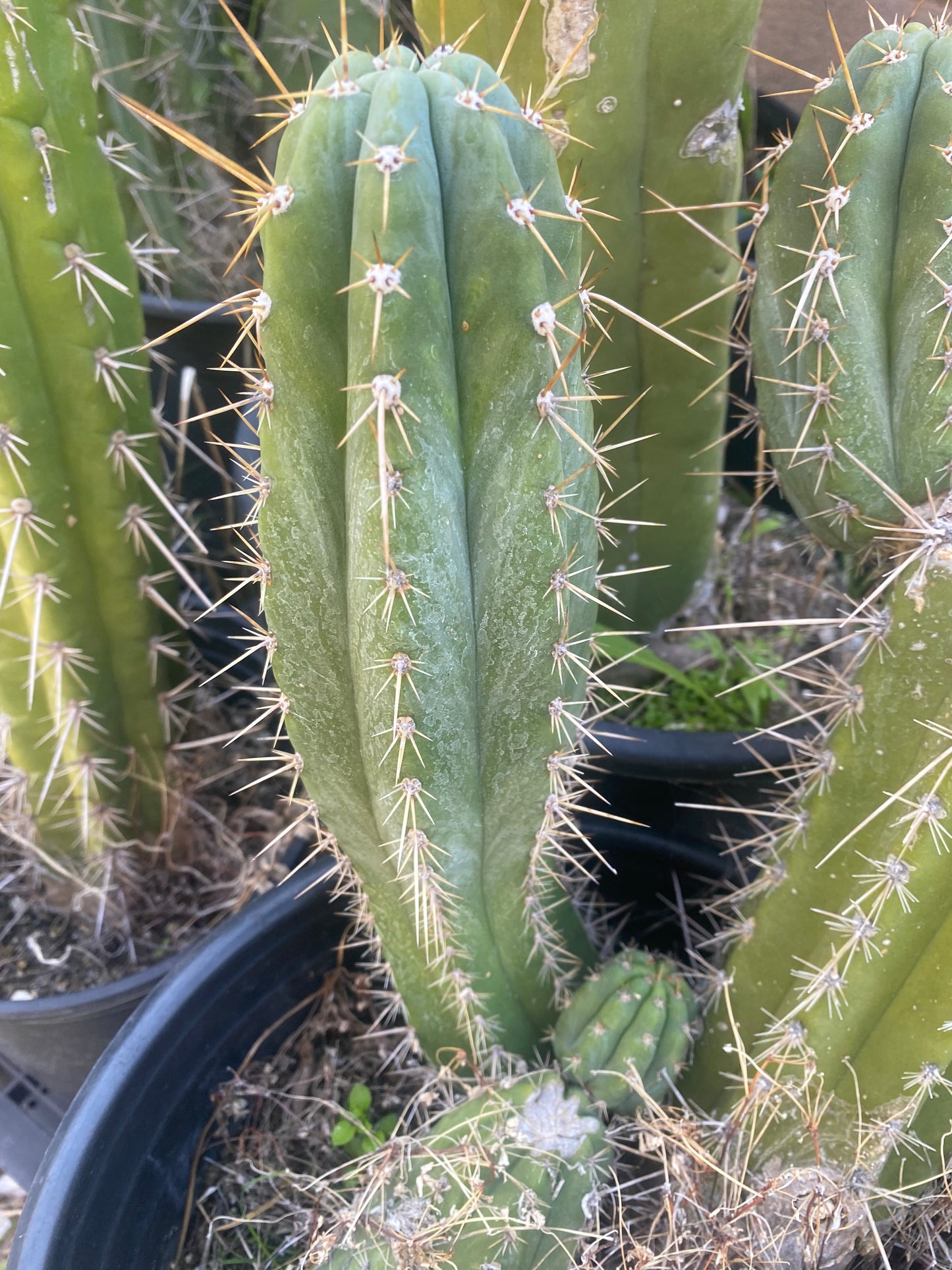 11” T. Pachanoi Matucana cutting