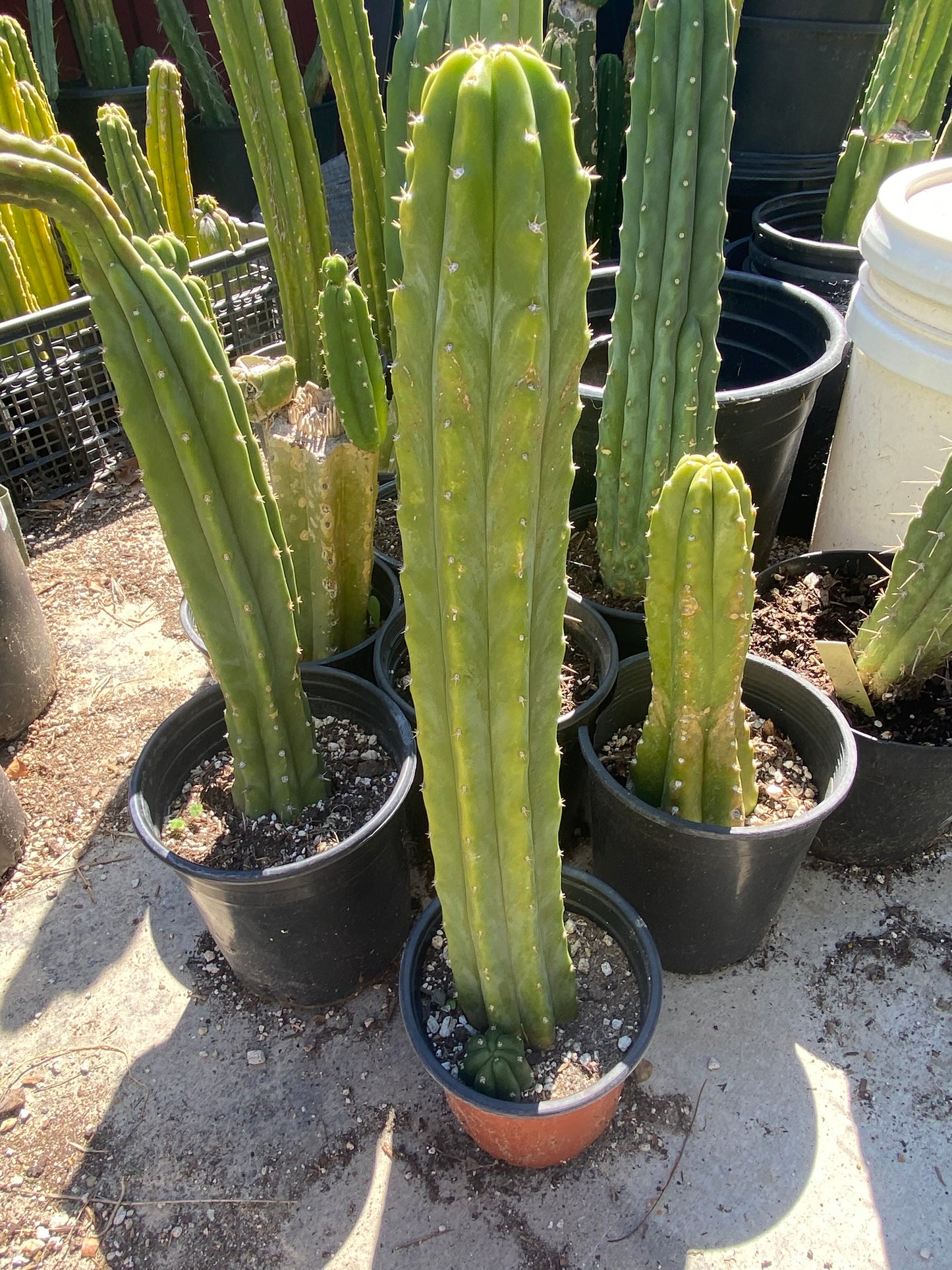 18” Rooted San Pedro with a pup