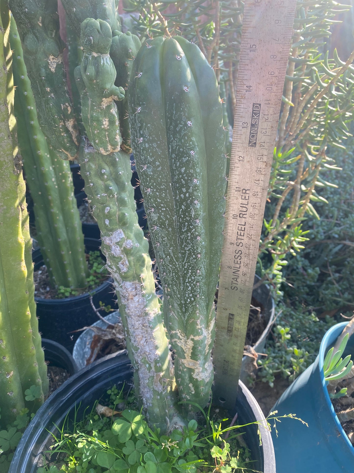 15” T. Pachanoi Monstrose Crest revert cutting